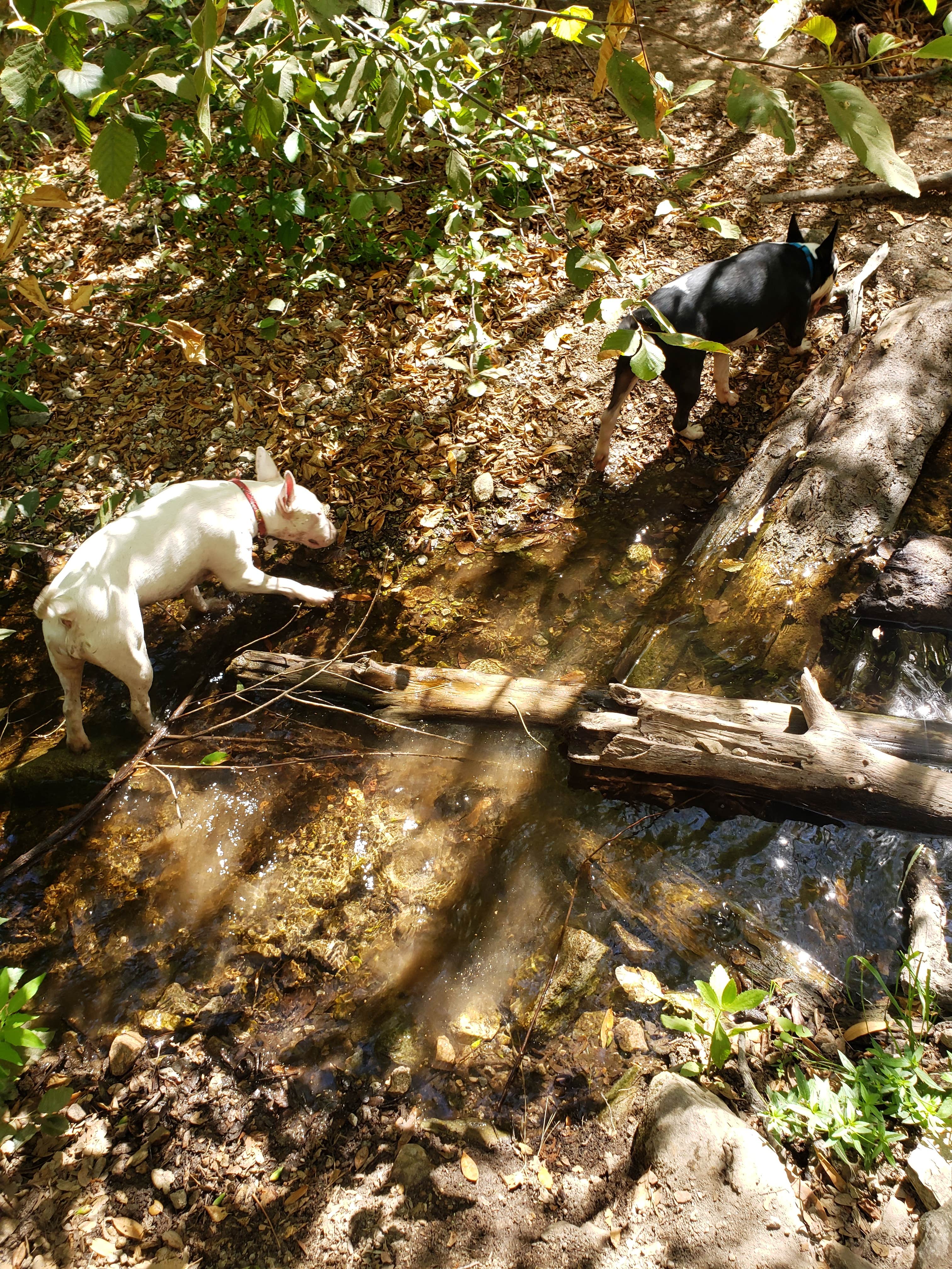San Gabriel photo 4