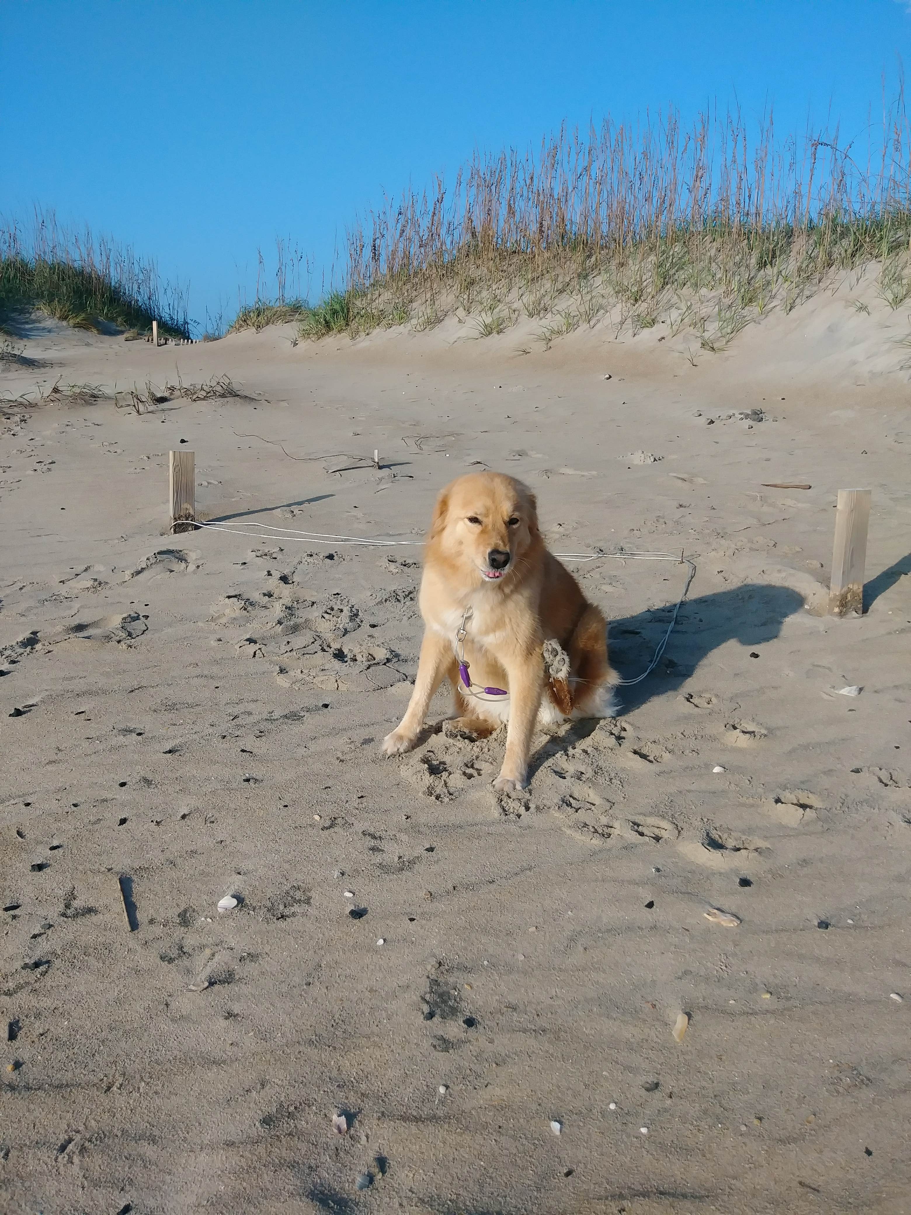 Paul R.'s photo of camping with pets at Cape Hatteras/Outer Banks KOA Resort near Cape Hatteras National Seashore
