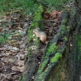 Review photo of Brunet Island State Park Campground by Gerald B., September 15, 2019