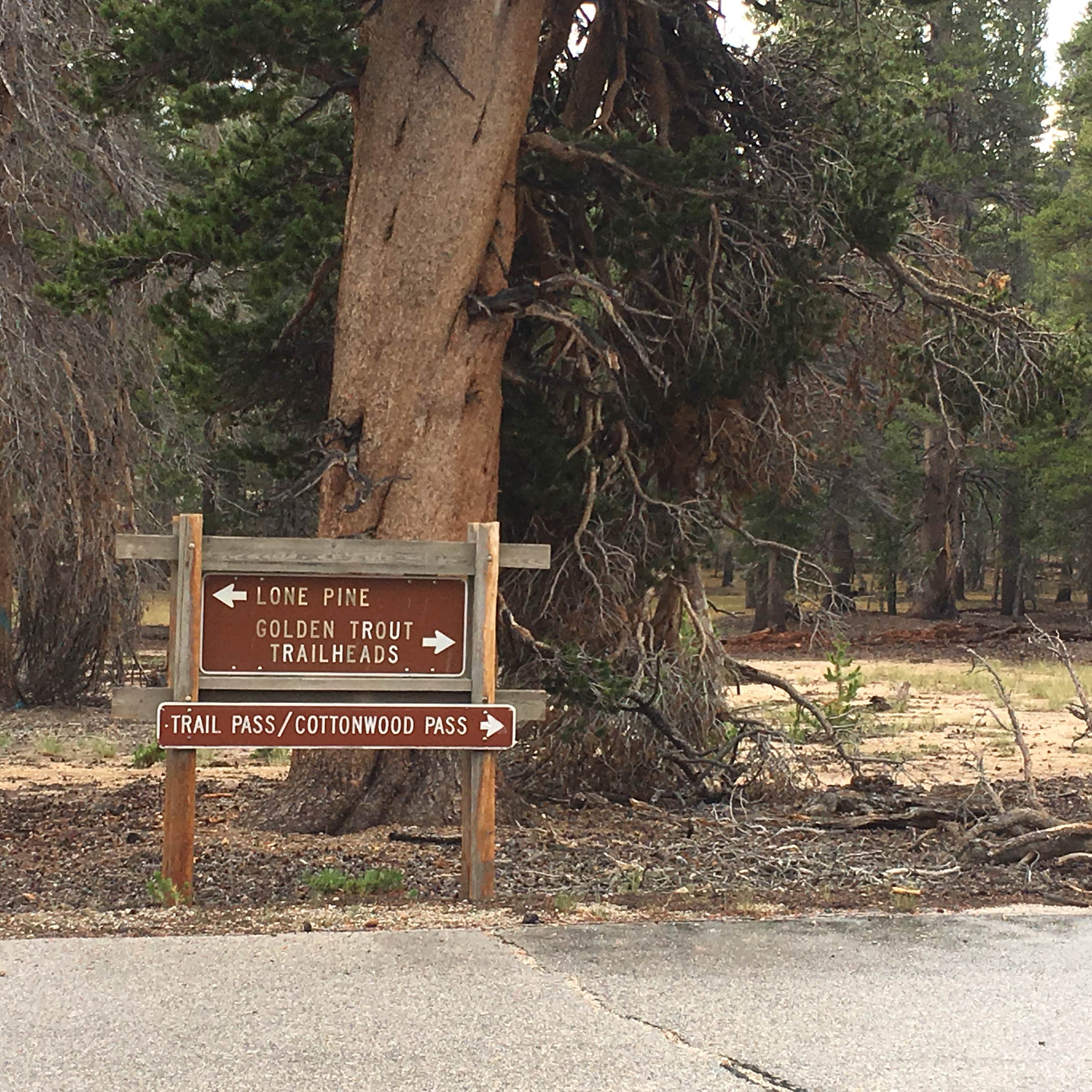 Cottonwood Pass Walk in Campground Camping | The Dyrt