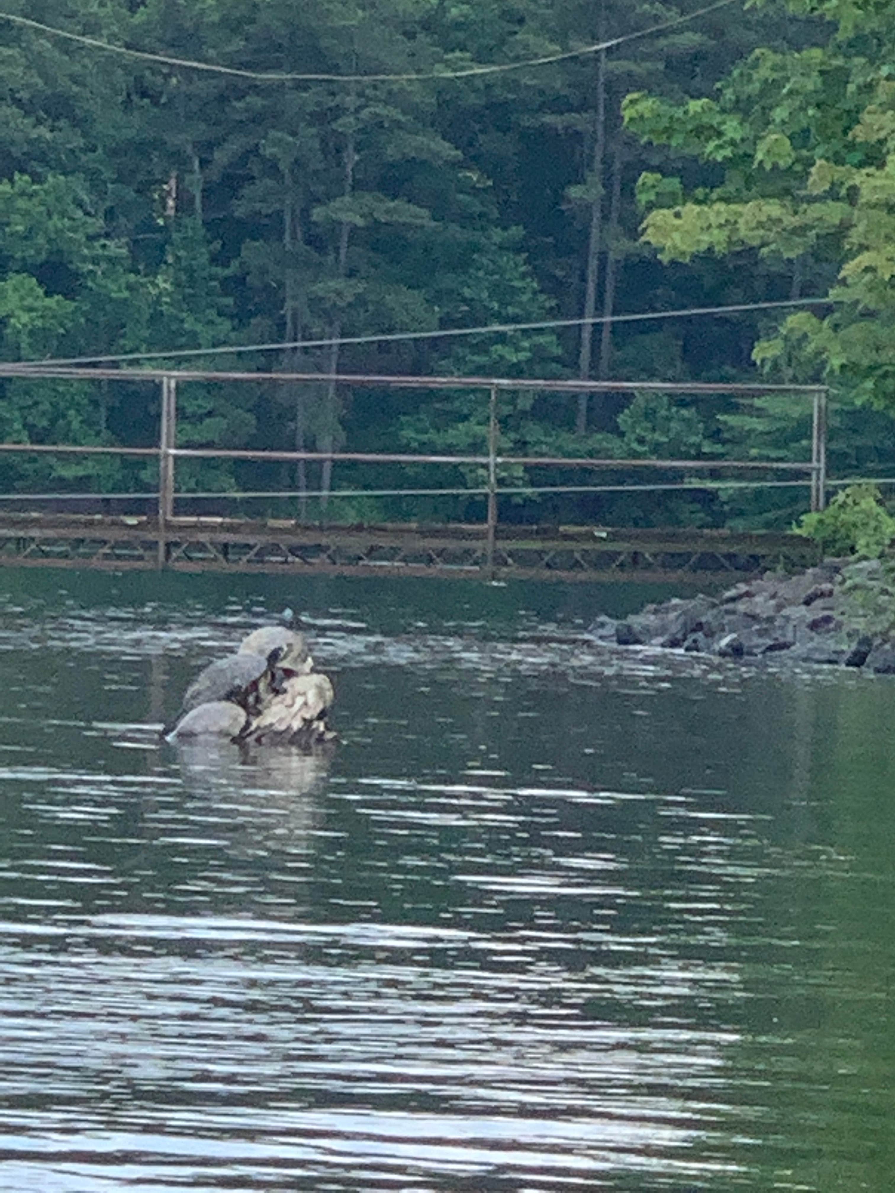 Robert  T.'s photo of camping with pets at Payne Campground near Decatur, GA