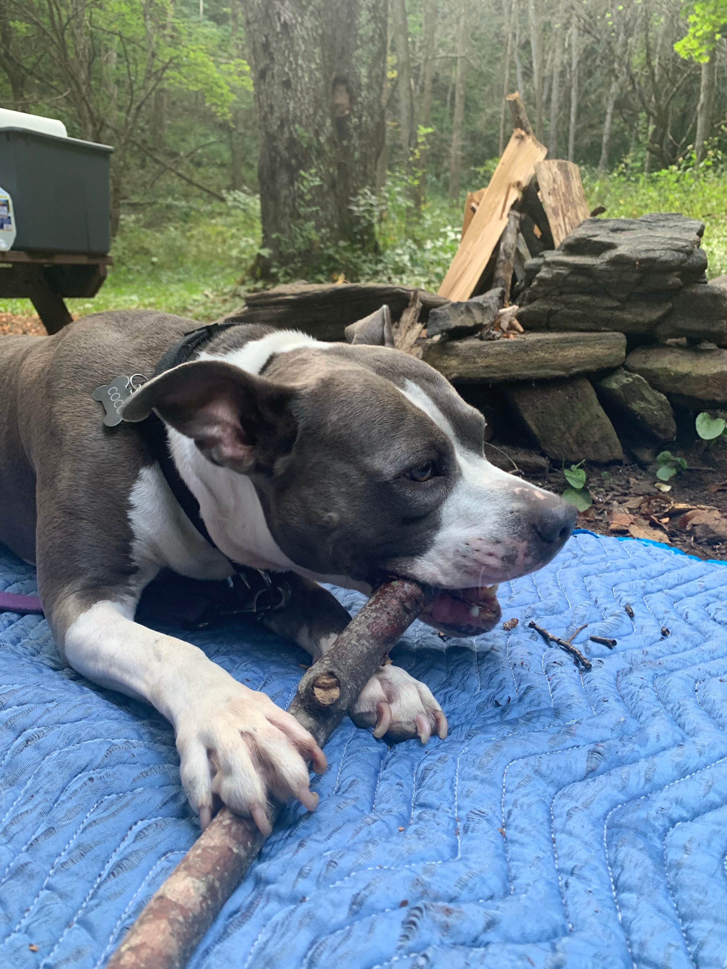 Jen D.'s photo of camping with pets at Blue Bear Mountain Camp near Mountain City, TN