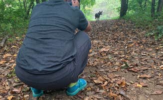 Jen D.'s photo of camping with pets at Blue Bear Mountain Camp near Jefferson, NC