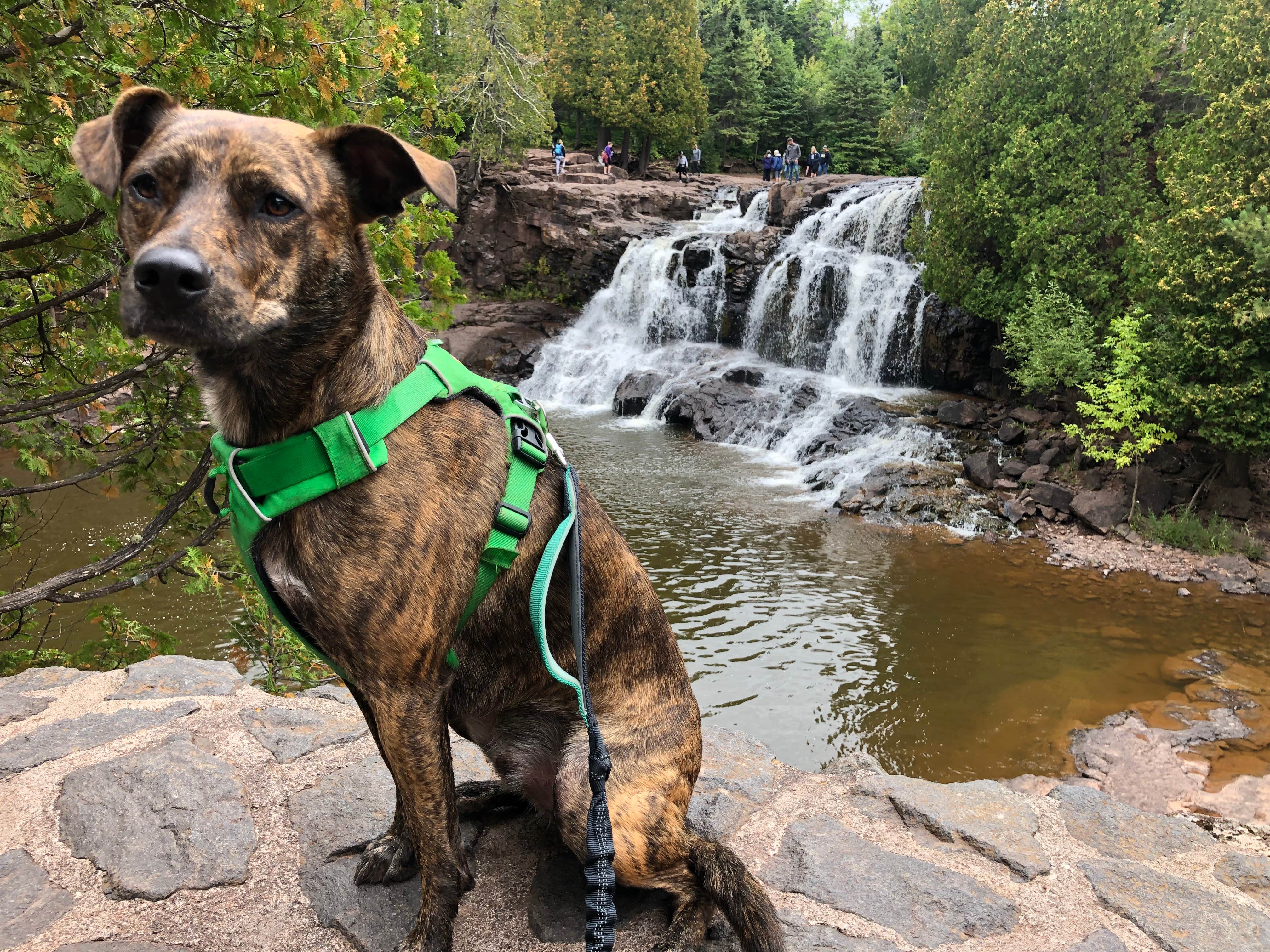Heather N.'s photo of camping with pets at Gooseberry Falls State Park Campground in Minnesota