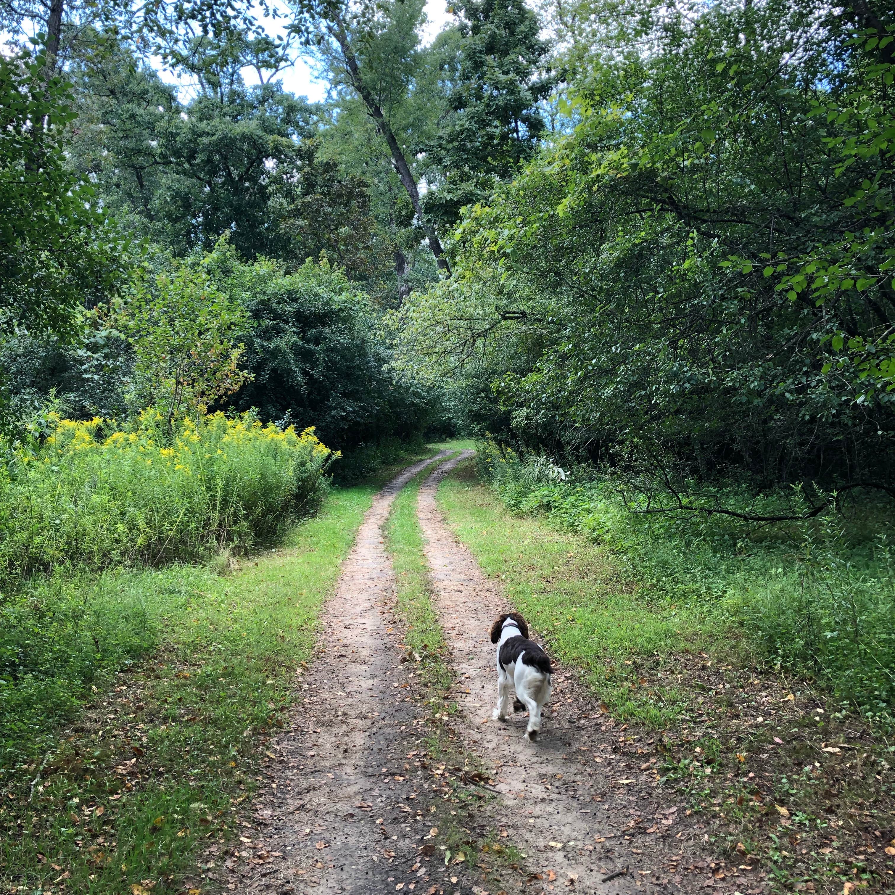 Camping near Indian Trails Campground: Willow Mill Campsite LLC, Pardeeville, Wisconsin