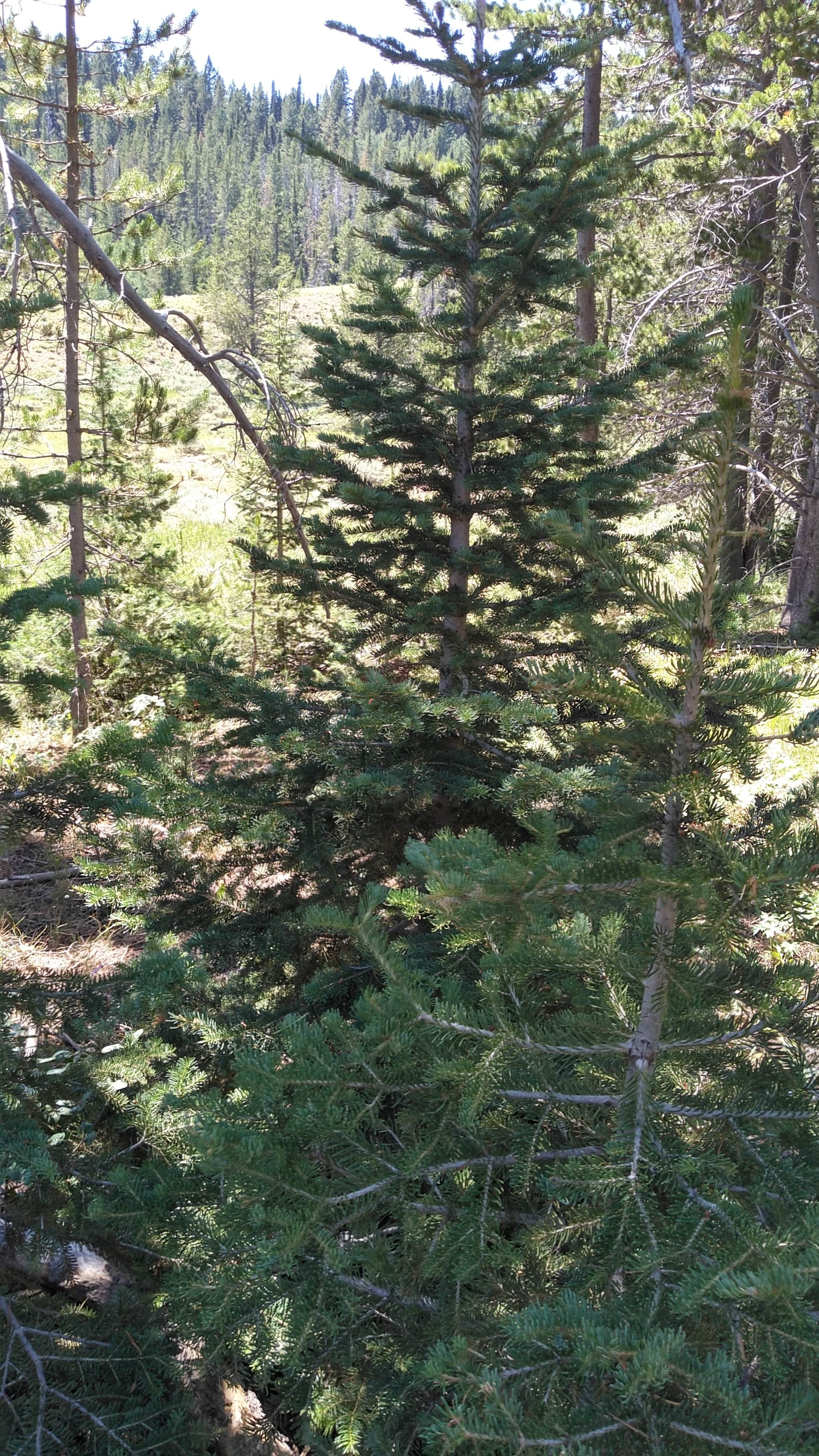 Camper-submitted photo at Cold Springs Campground near Soda Springs, ID