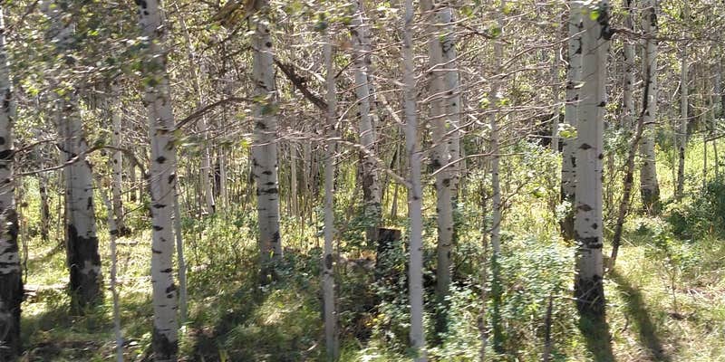 Camper submitted image from Cold Springs Campground