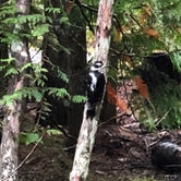 Review photo of Beaver Creek Campground by Tricky G., September 16, 2019