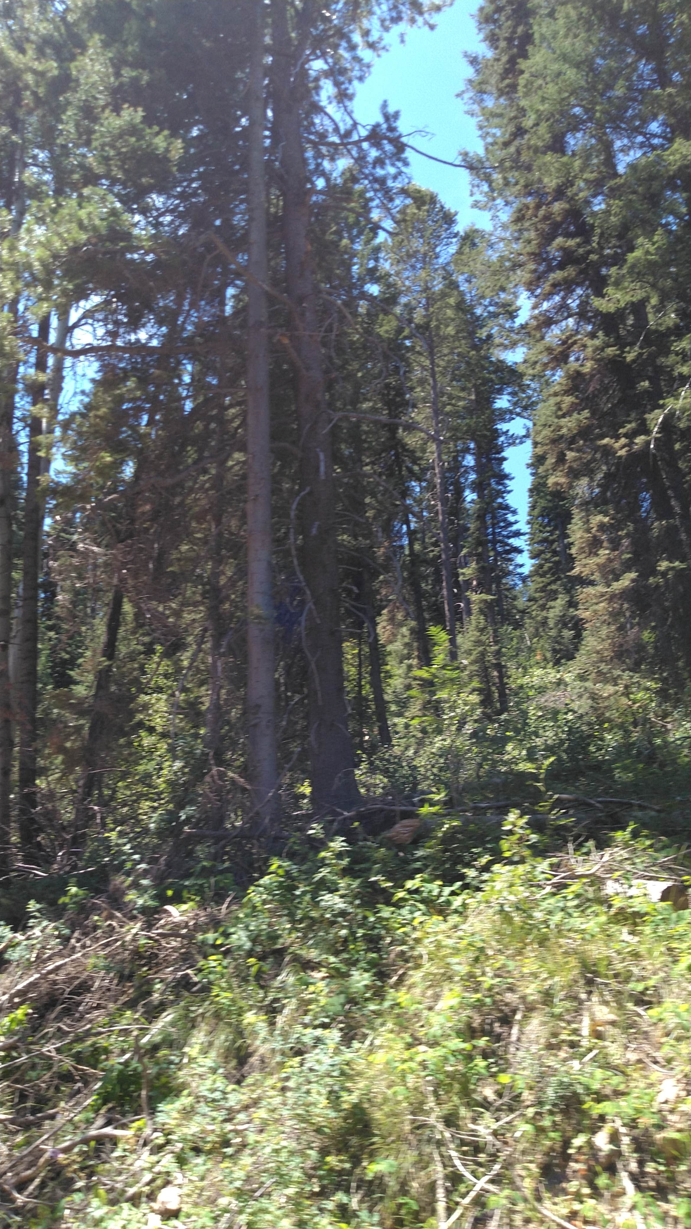 Camper-submitted photo at Eightmile Canyon near Soda Springs, ID