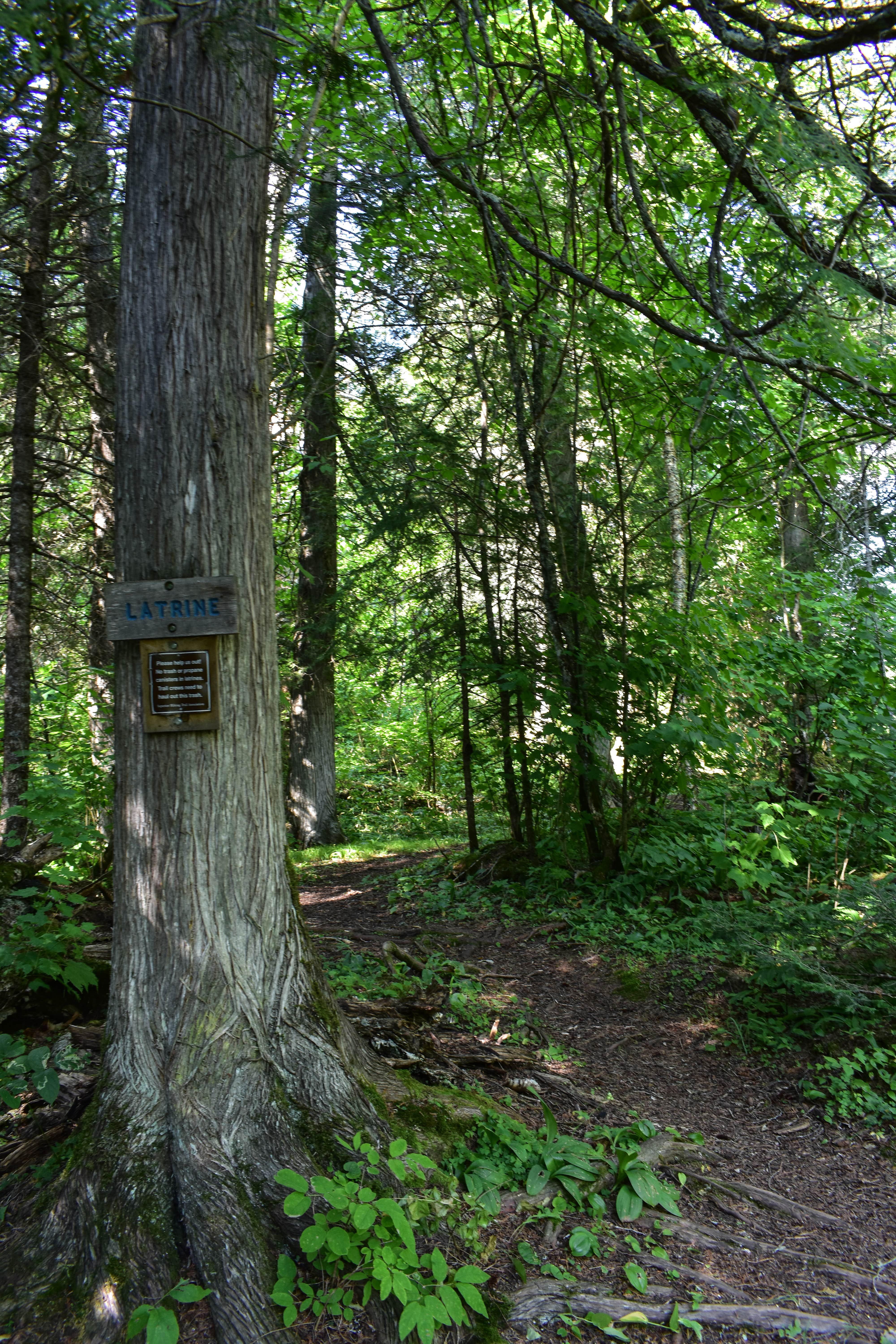 Camping near Lutsen Kayak Camp: Trout Creek Camp, Lutsen, Minnesota