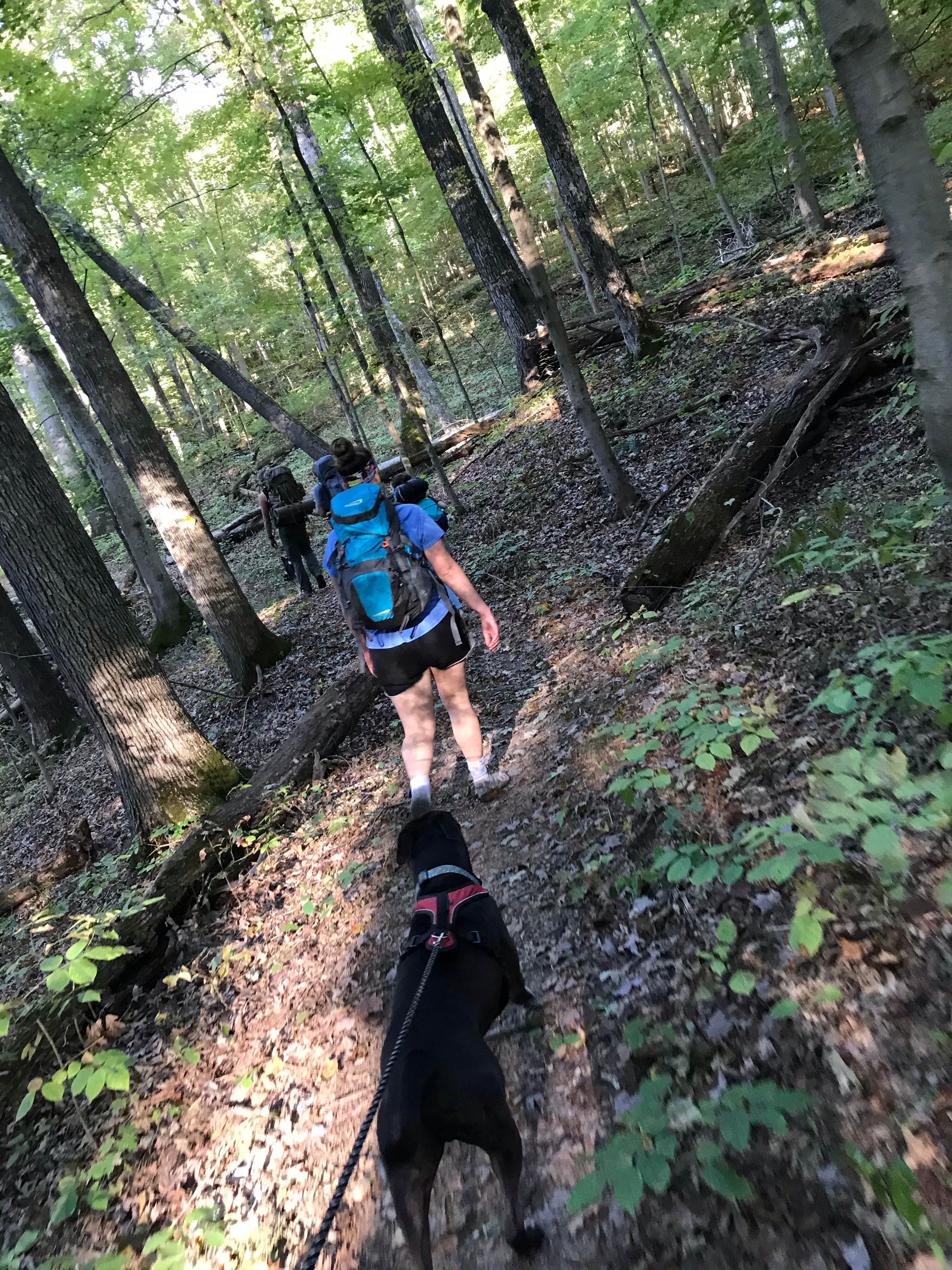 Seth V.'s photo of camping with pets at Leith Run near Vienna, WV