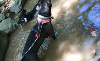 Seth V.'s photo of camping with pets at Wayne National Forest Leith Run Recreation Area near Long Bottom, OH