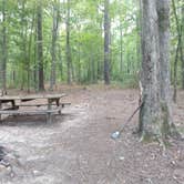 Review photo of Mistletoe State Park Campground by Andy S., September 16, 2019