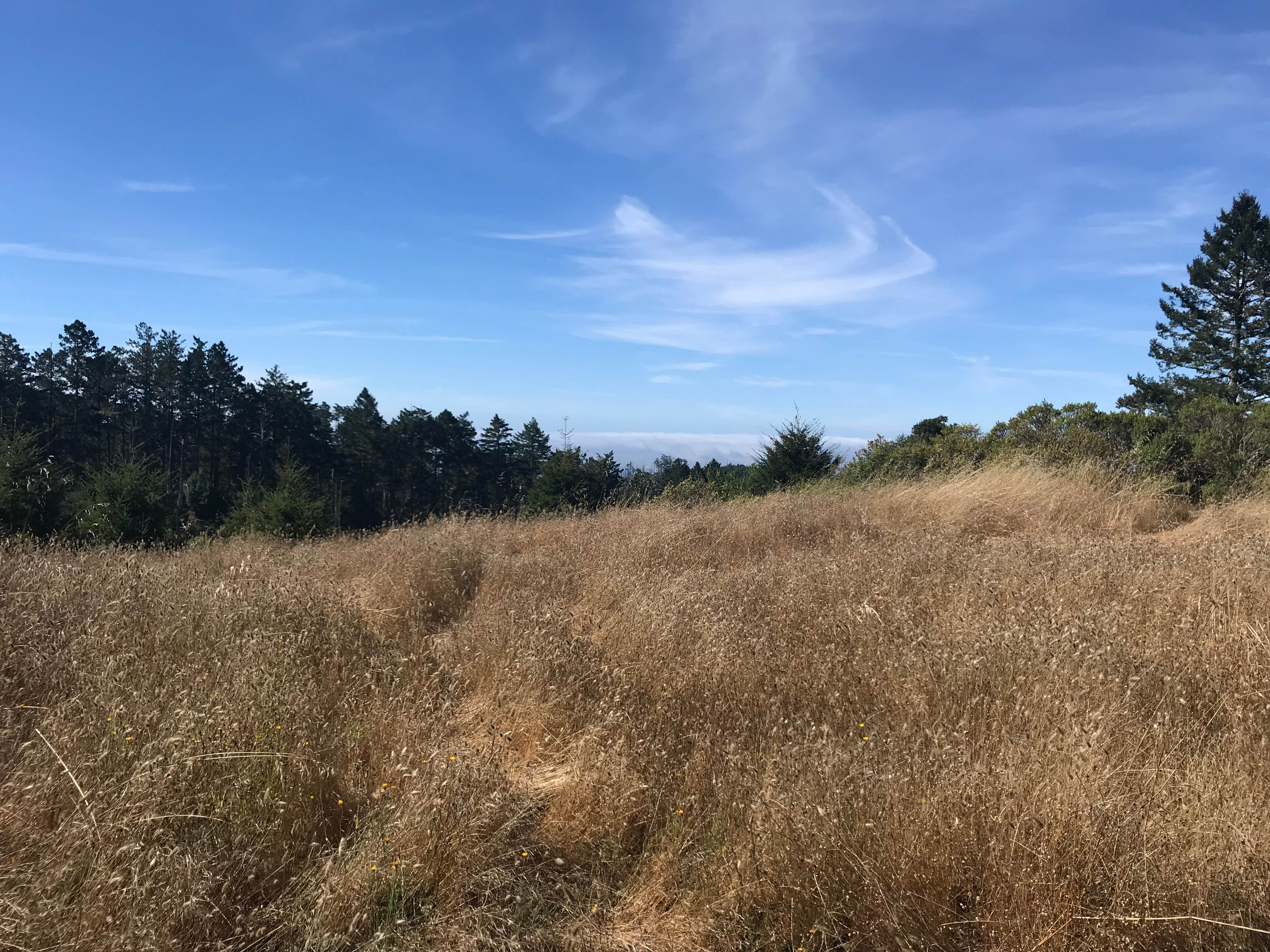 Camper submitted image from Glen Campground — Point Reyes National Seashore - 2