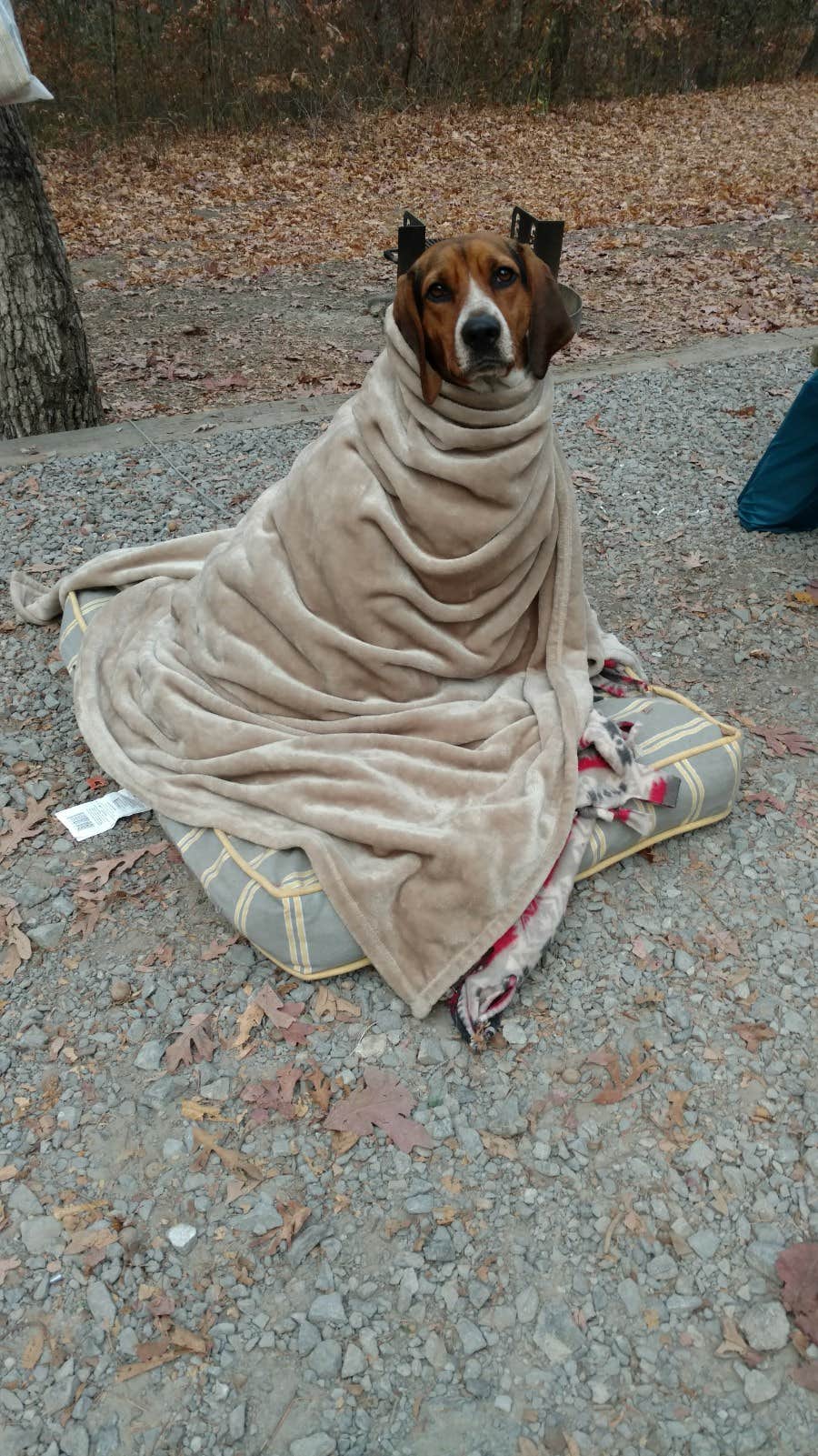 John W.'s photo of camping with pets at Cloudland Canyon State Park Campground near Soddy-Daisy, TN