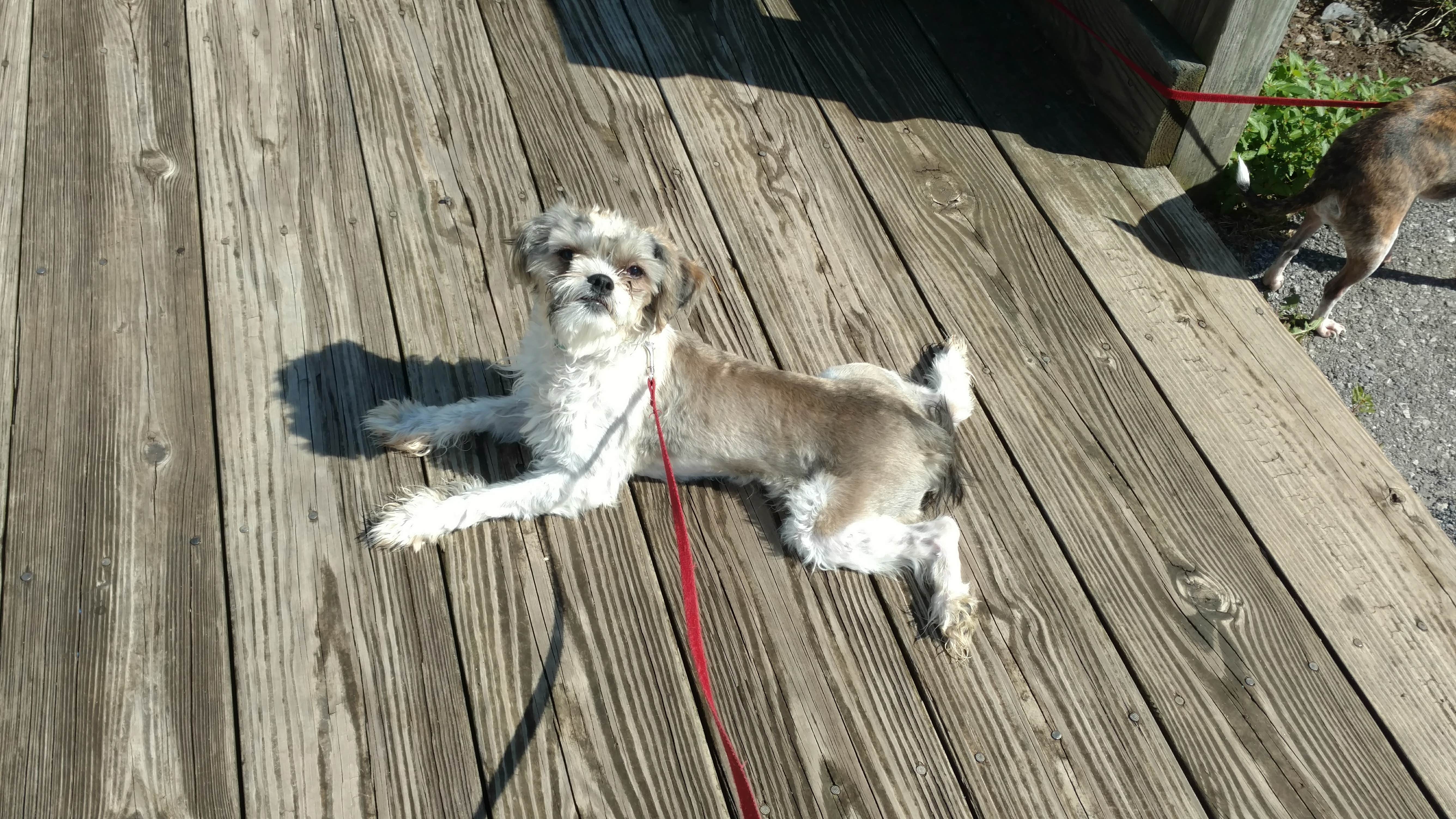 Sarah N.'s photo of camping with pets at Cowans Gap State Park Campground near Chambersburg, PA