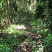 Review photo of Lake D'Arbonne State Park — New Lake D'arbonne State Park by Zack M., September 17, 2019