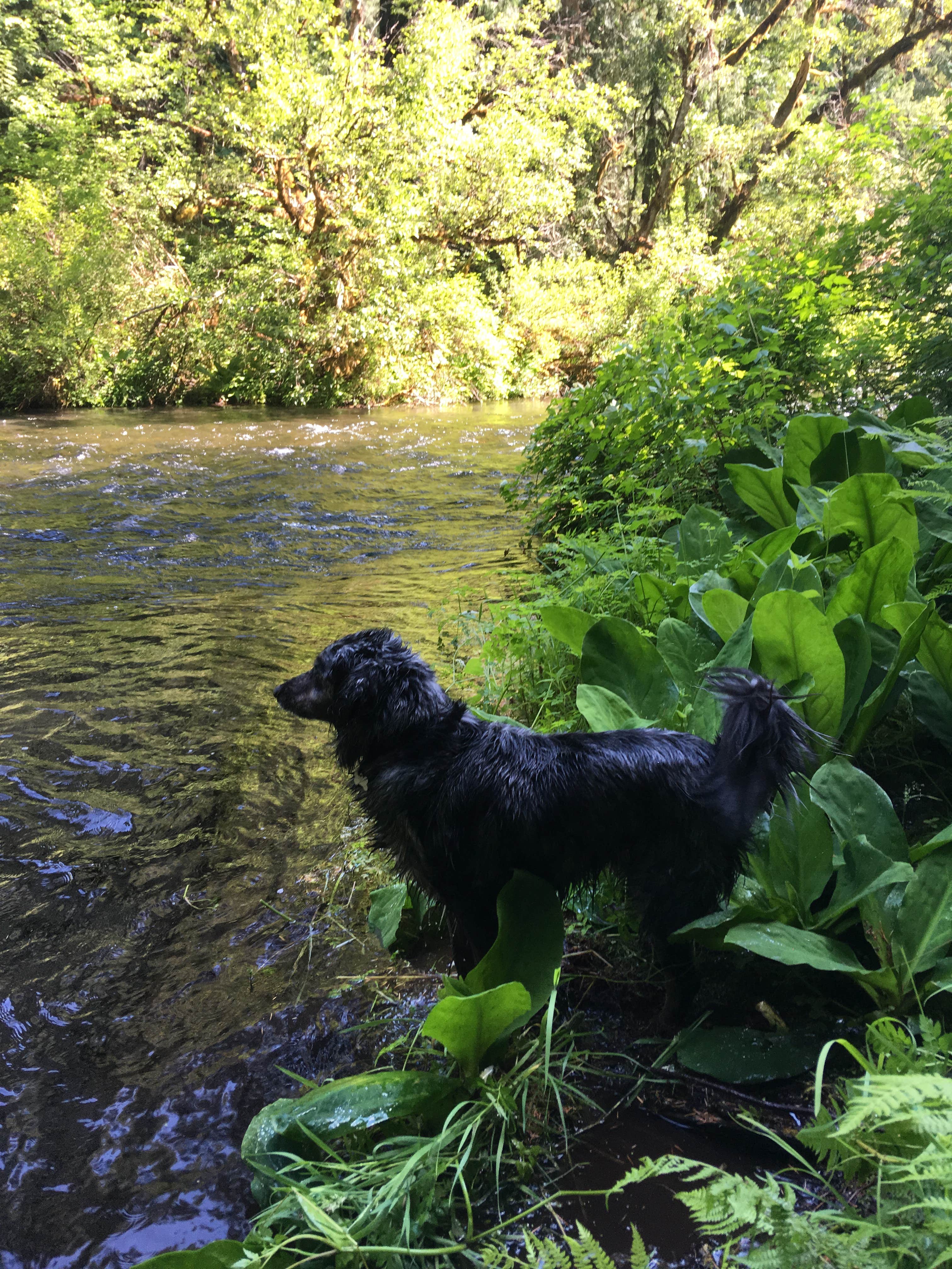 Lindsay M.'s photo of camping with pets at Limberlost Campground near Willamette National Forest