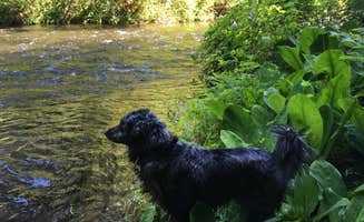 Lindsay M.'s photo of camping with pets at Limberlost Campground near Cascadia, OR