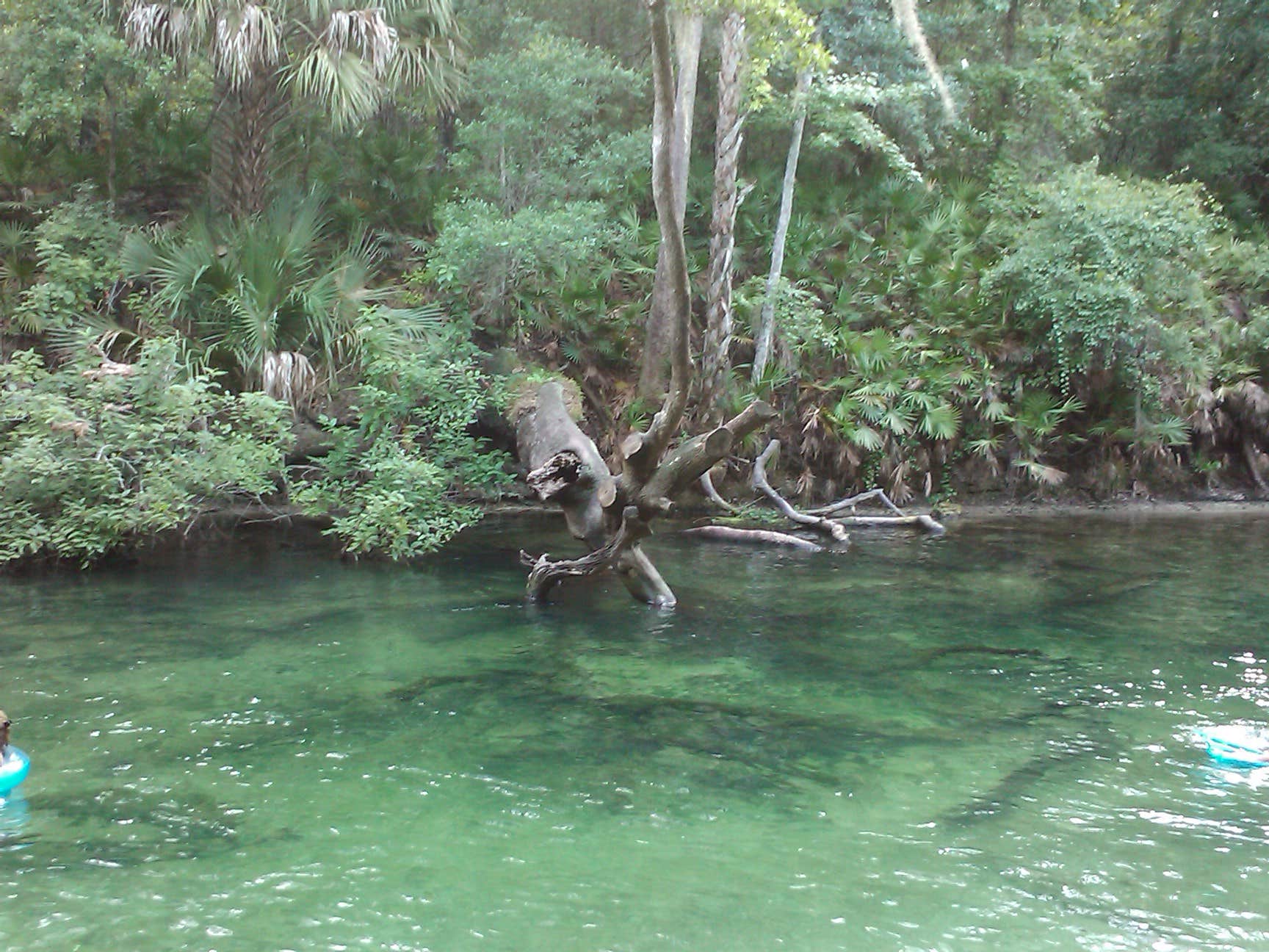 Camper submitted image from Blue Spring State Park Campground - 4