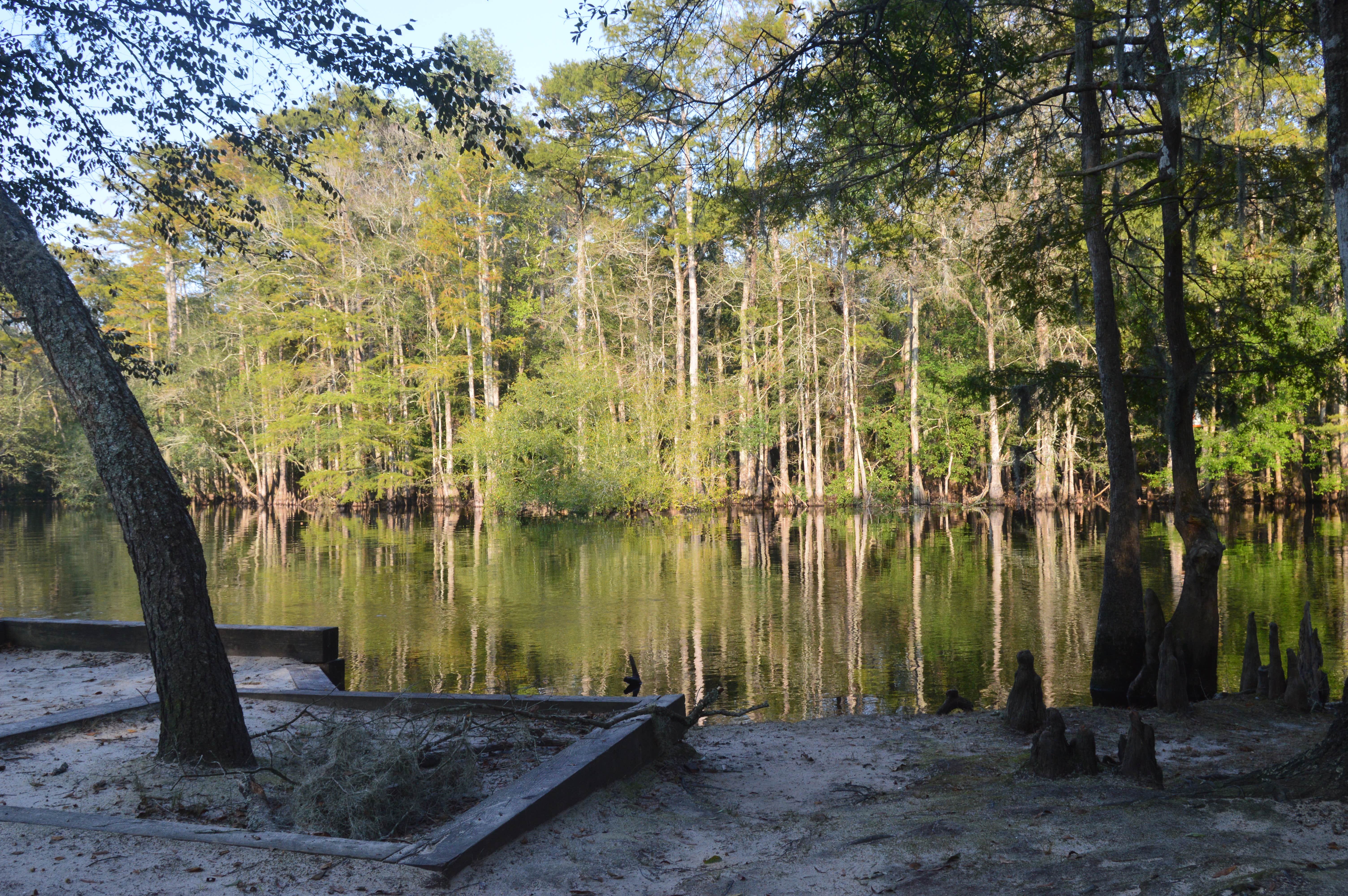 Camper submitted image from Princess Ann — Lumber River State Park - 5