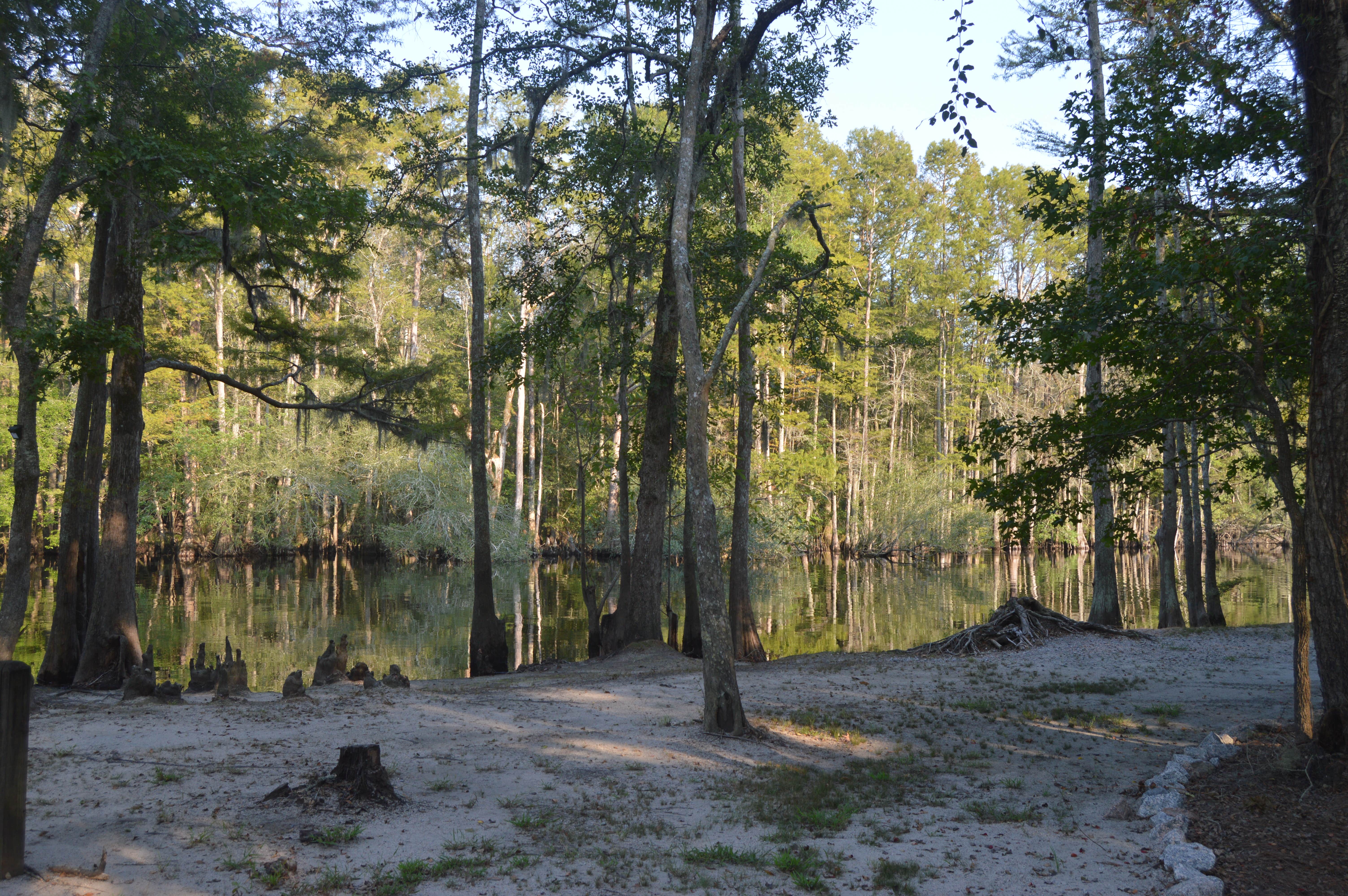 Camper submitted image from Princess Ann — Lumber River State Park - 2