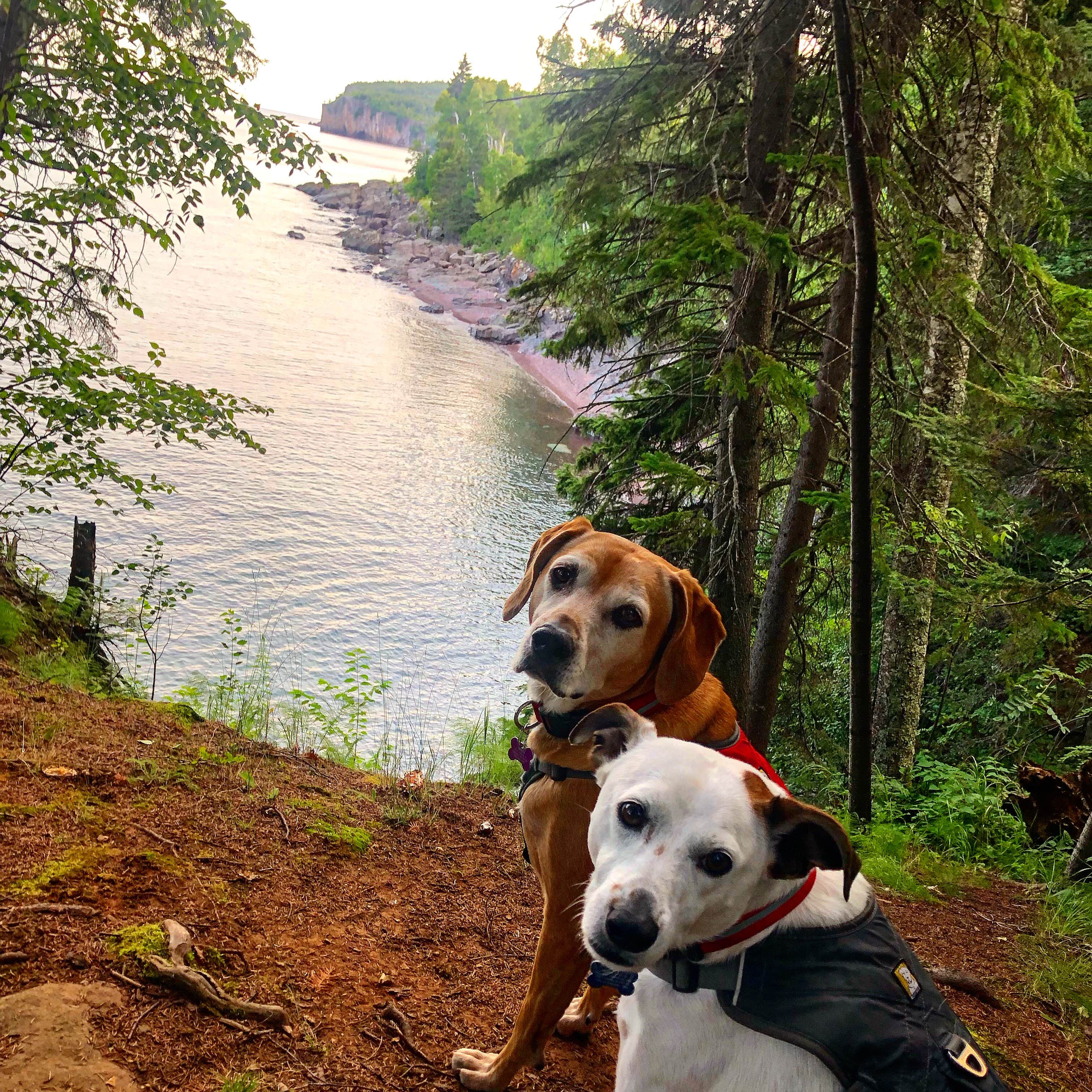 Jennifer H.'s photo of camping with pets at Lake Superior Cart-in Campground — Tettegouche State Park near Two Harbors, MN