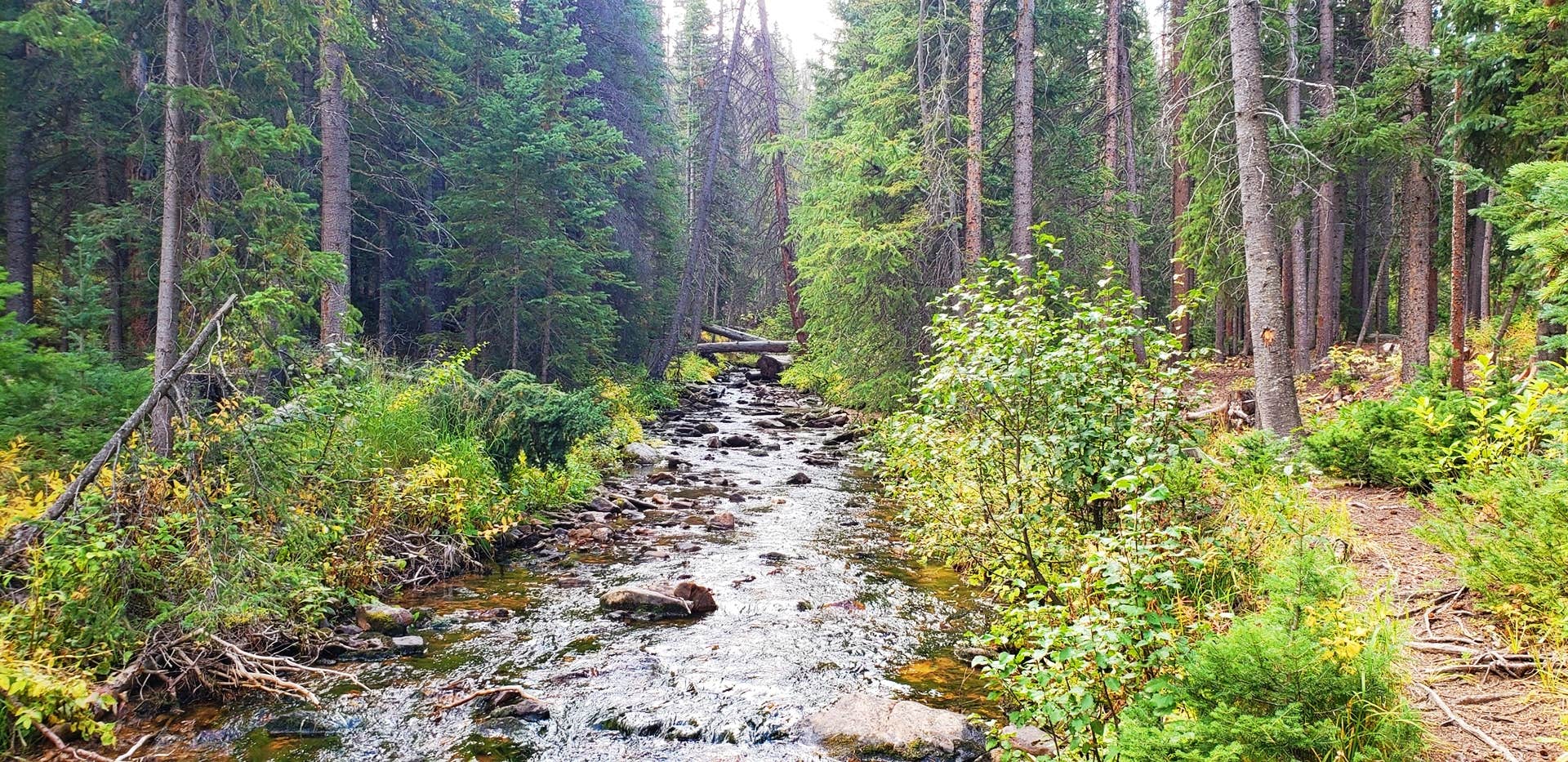 Camper submitted image from North Fork Poudre Campground - 4