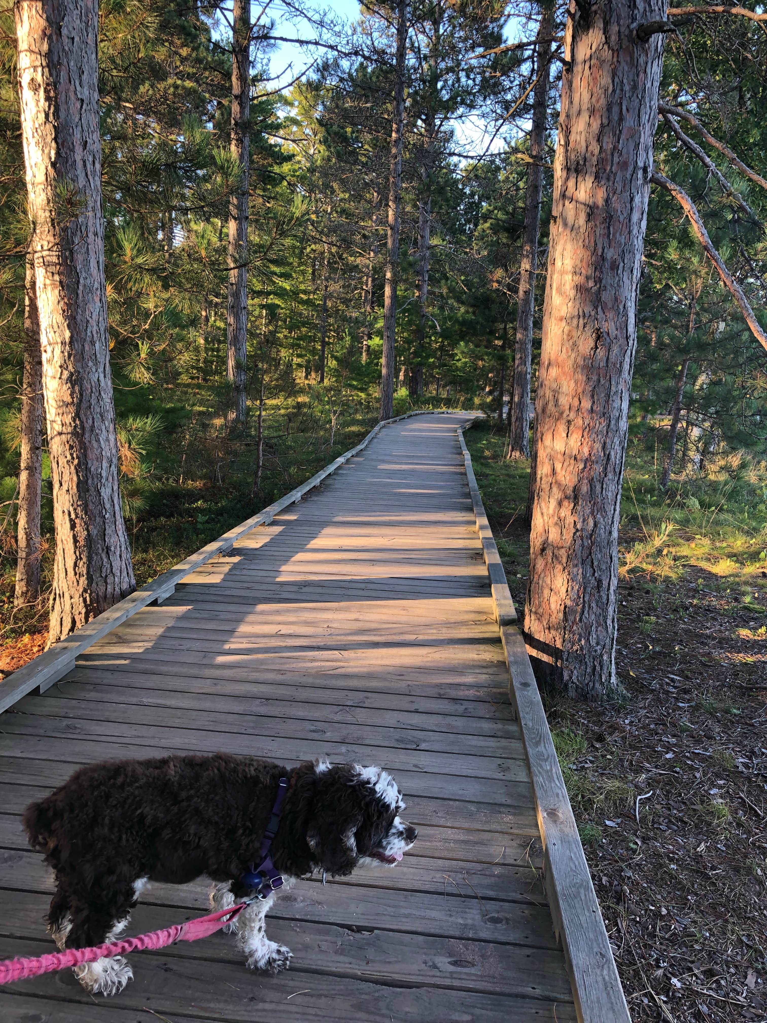 Paul S.'s photo of camping with pets at Big Bay Town Park near Bayfield, WI