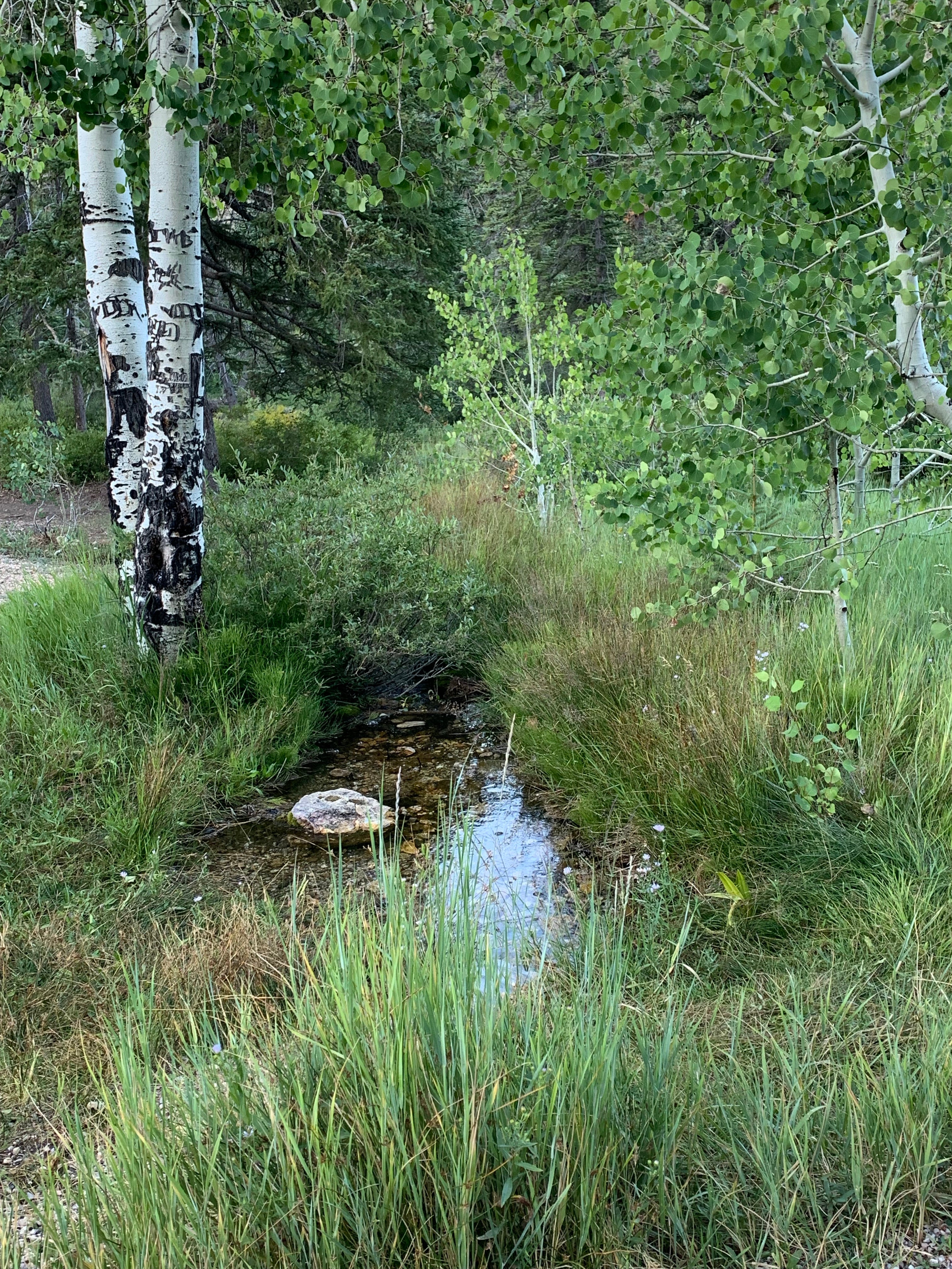 Small creek near camp.