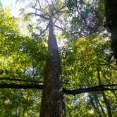 Review photo of Alum Ford Campground — Big South Fork National River & Recreation Area by Marsha K., September 19, 2019