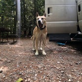 Review photo of Quechee State Park Campground by Rebecca A., September 19, 2019