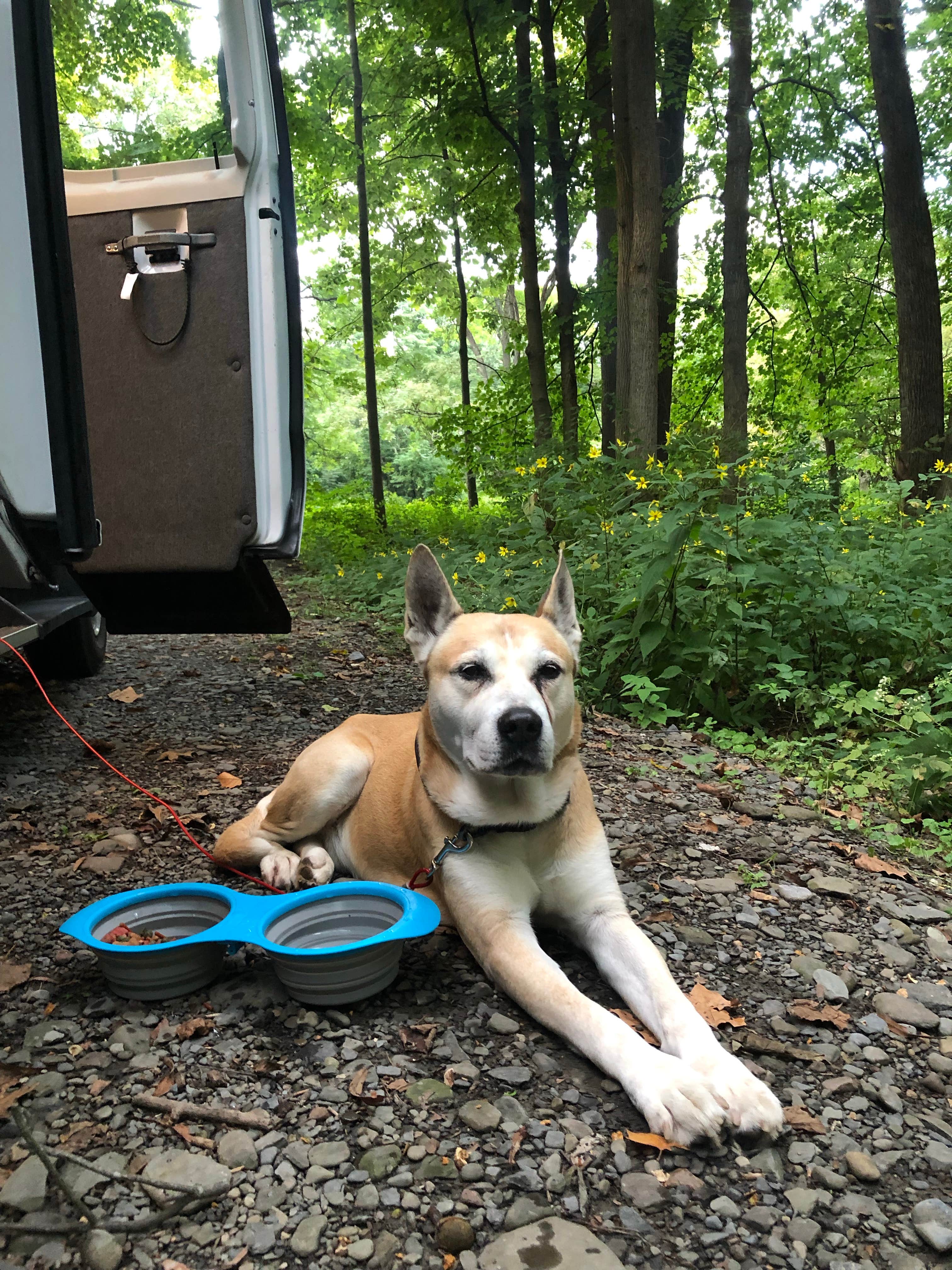 Rebecca A.'s photo of camping with pets at Robert H. Treman State Park Campground near Preble, NY
