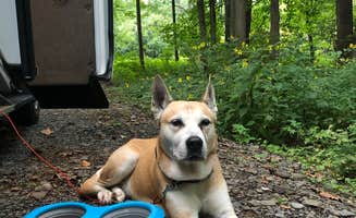 Rebecca A.'s photo of camping with pets at Robert H. Treman State Park Campground near Hector, NY