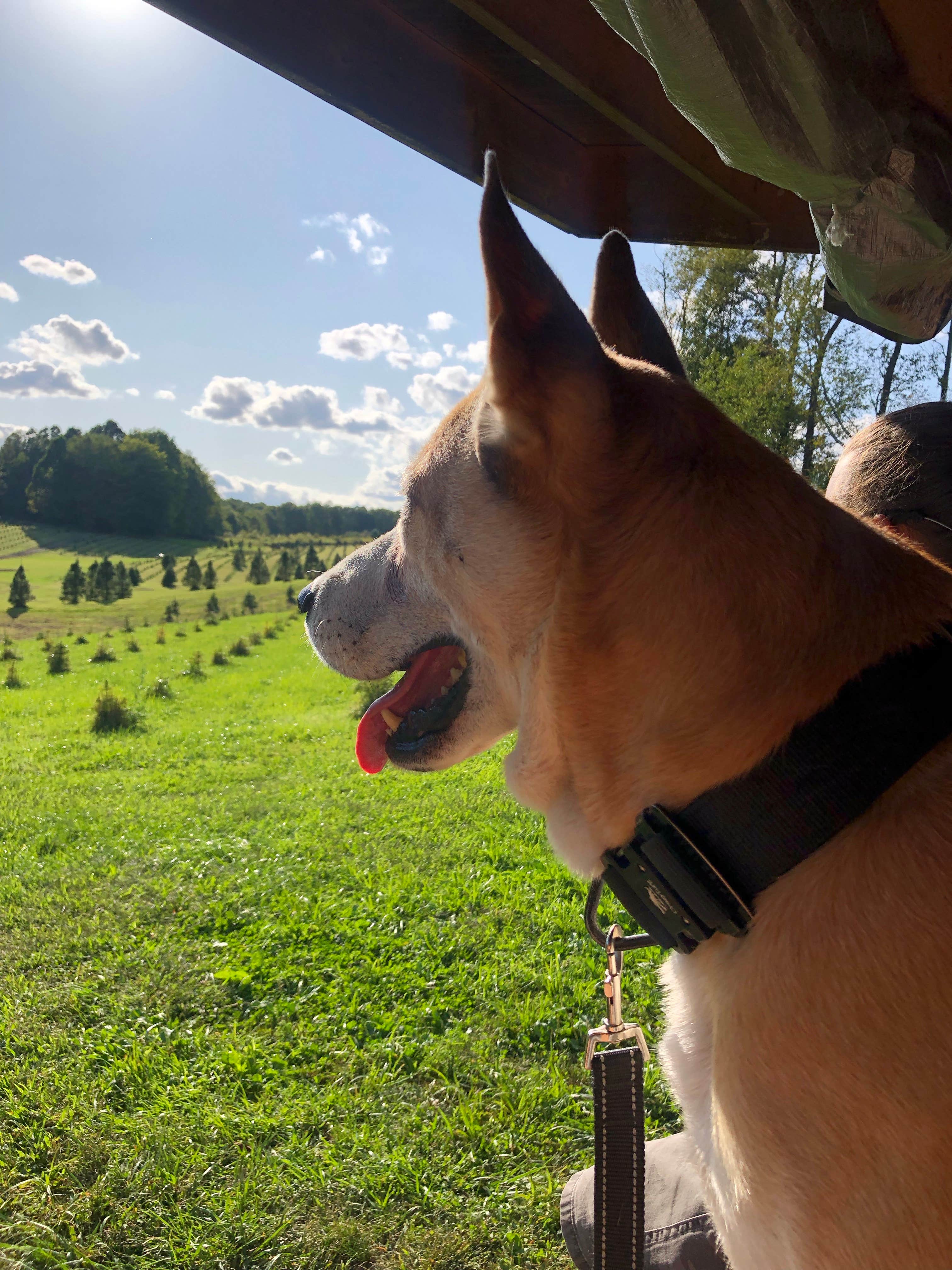 Rebecca A.'s photo of camping with pets at Heritage Farms near Parma Heights, OH