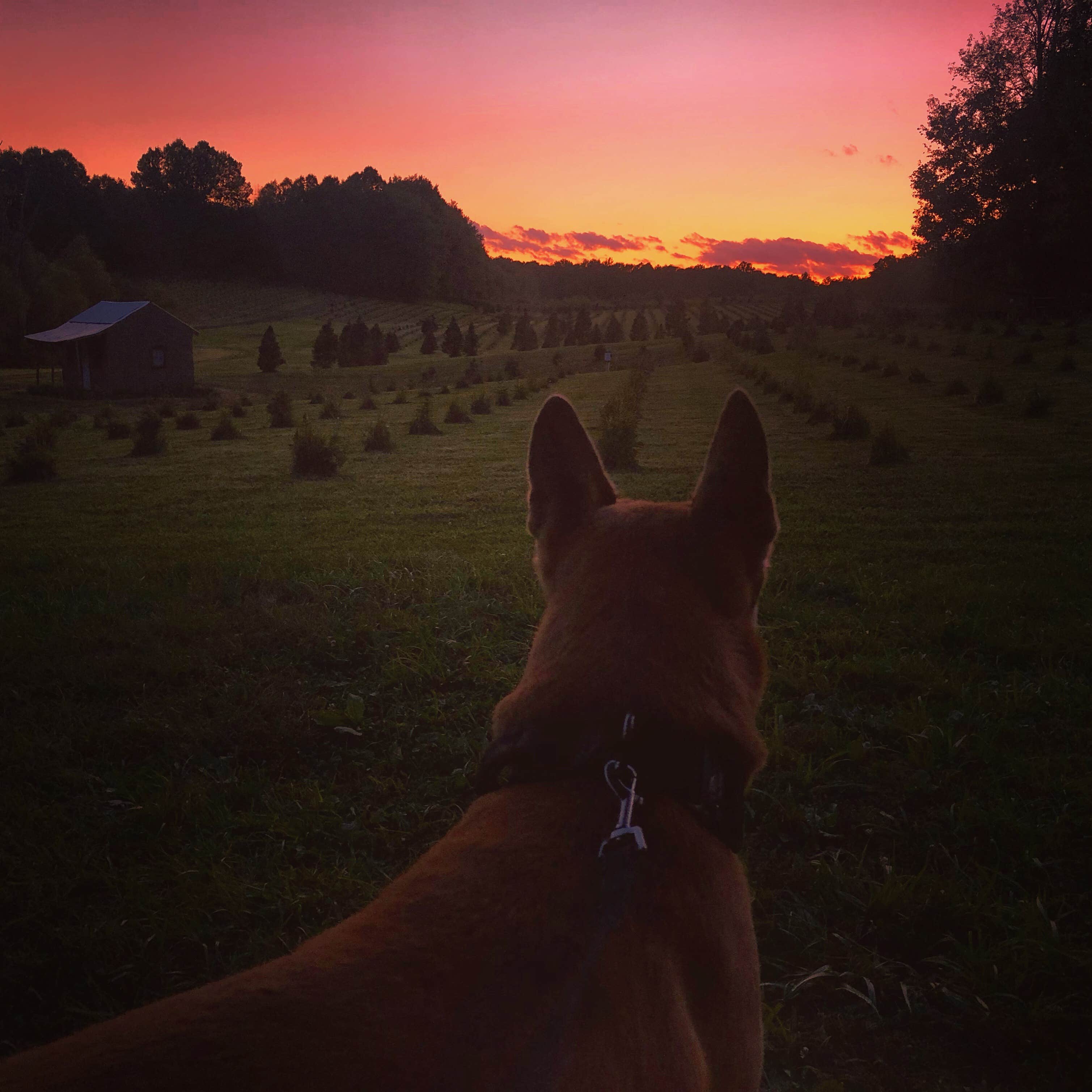 Rebecca A.'s photo of tent camping at Heritage Farms near Wooster, OH