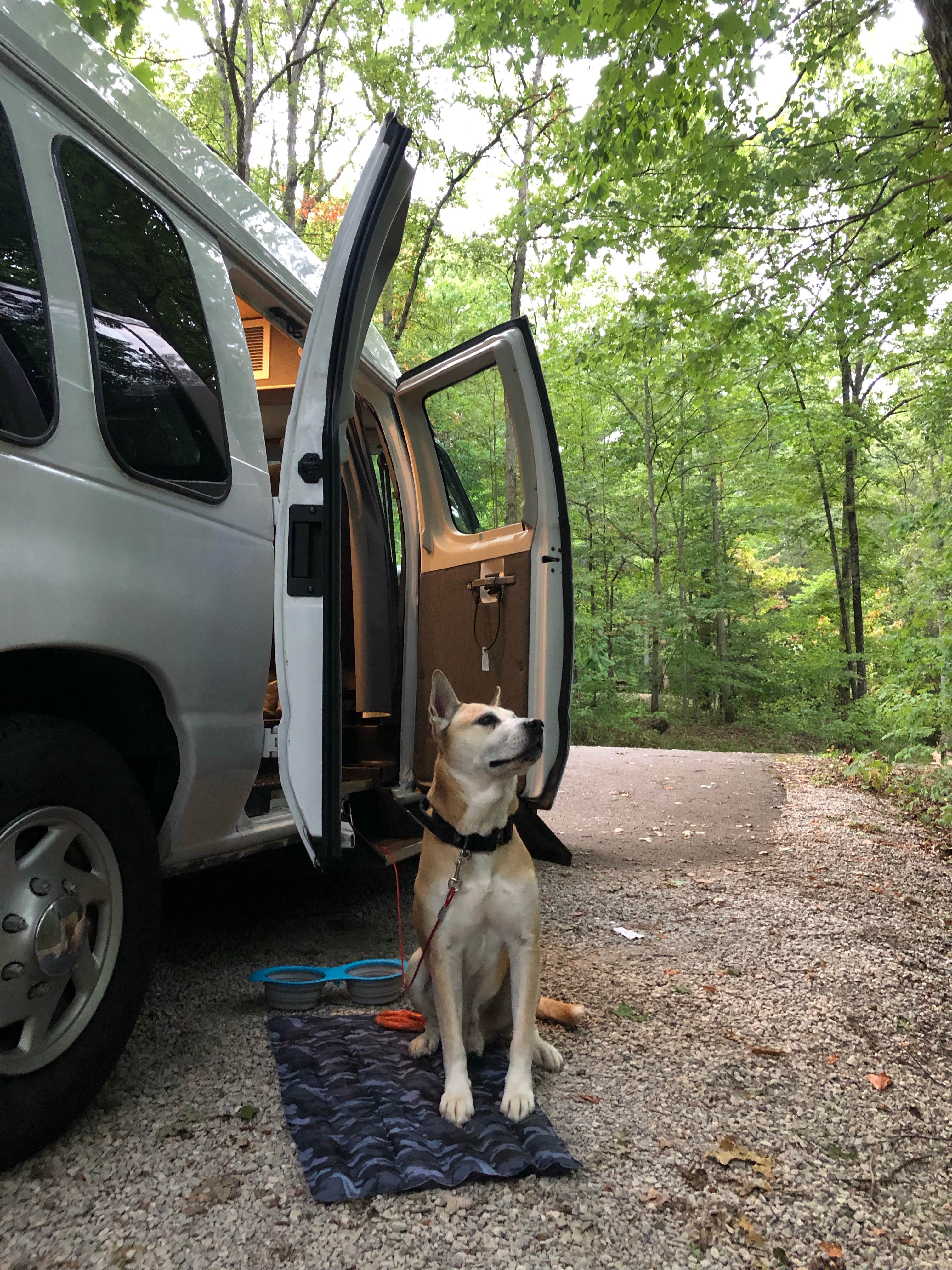 Rebecca A.'s photo of camping with pets at Koomer Ridge Campground — Daniel Boone National Forest near Stanton, KY