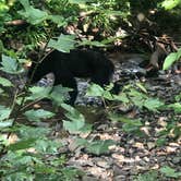 Review photo of Cades Cove Campground by Rebecca A., September 20, 2019