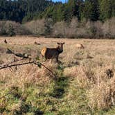 Review photo of Jedidiah Smith Campground — Redwood National Park by Rebecca A., September 20, 2019