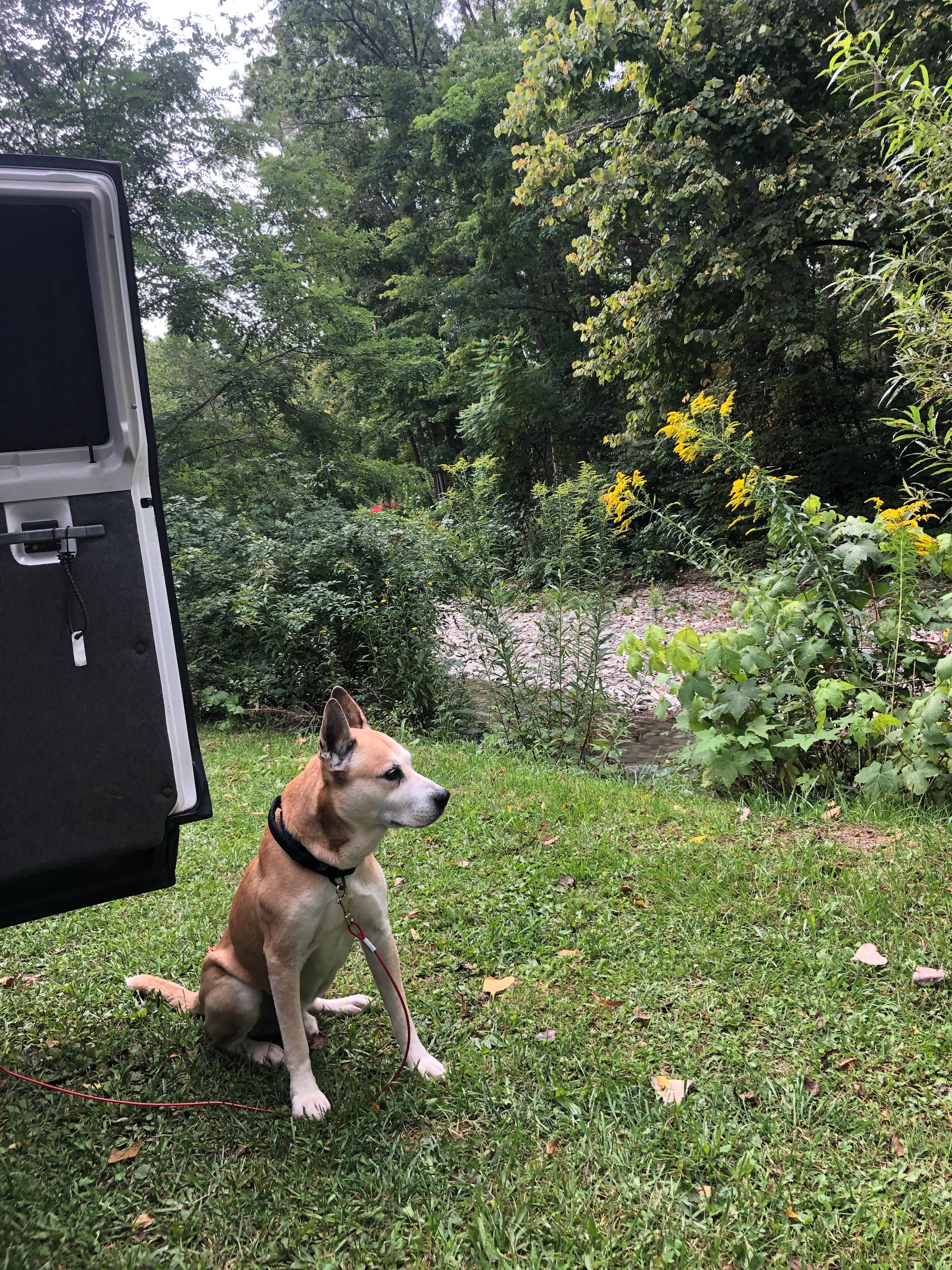 Rebecca A.'s photo of camping with pets at Sugar Creek Glen Campground near Westfield, PA