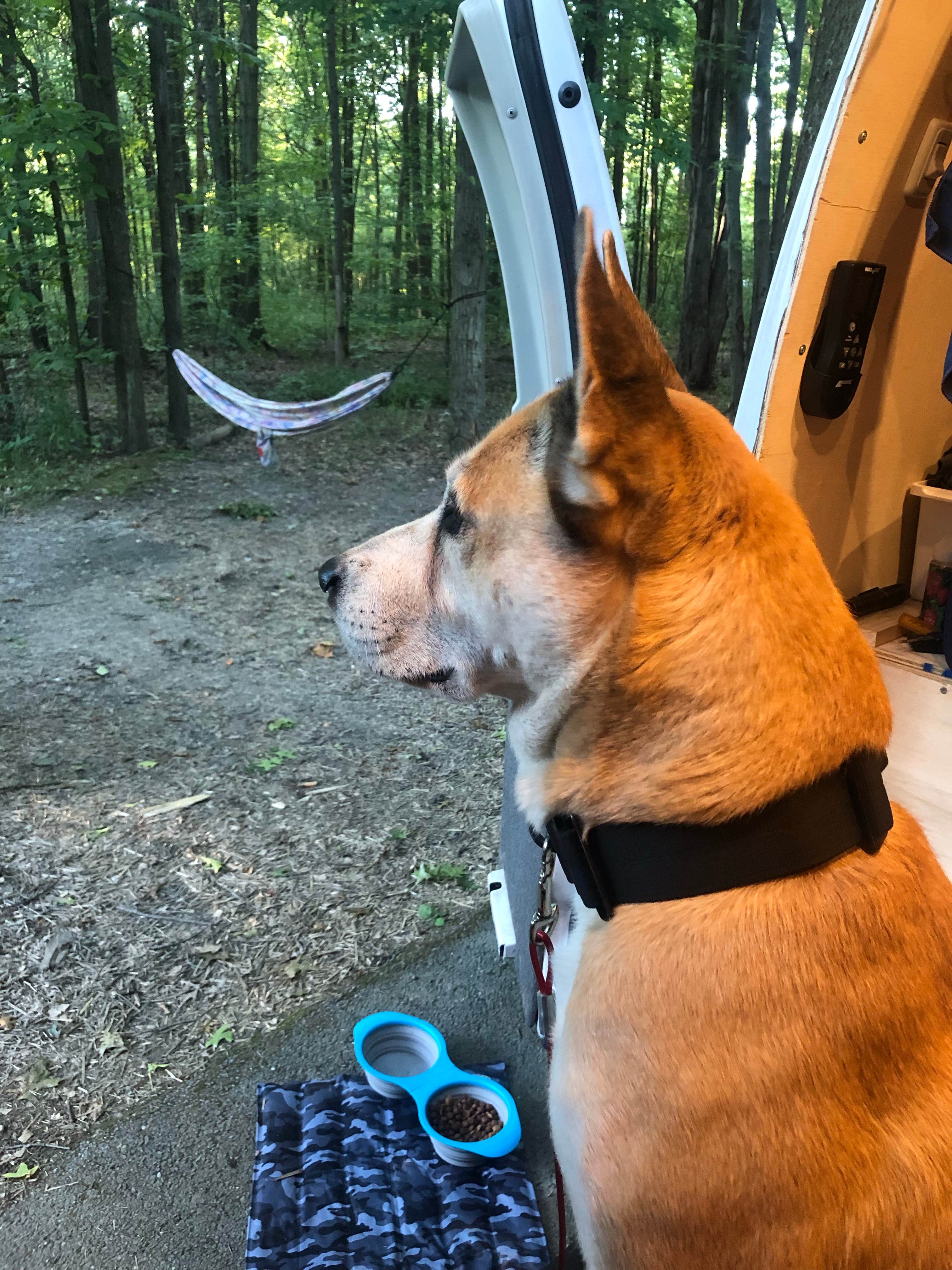Rebecca A.'s photo of camping with pets at Geneva State Park Campground near Burton, OH