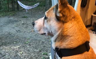 Rebecca A.'s photo of camping with pets at Geneva State Park Campground near Geneva-on-the-Lake, OH