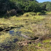 Review photo of Palmetto Ridge Campground — Myakka River State Park by Rebecca A., September 20, 2019