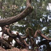 Review photo of Hillsborough River State Park Campground by Rebecca A., September 20, 2019