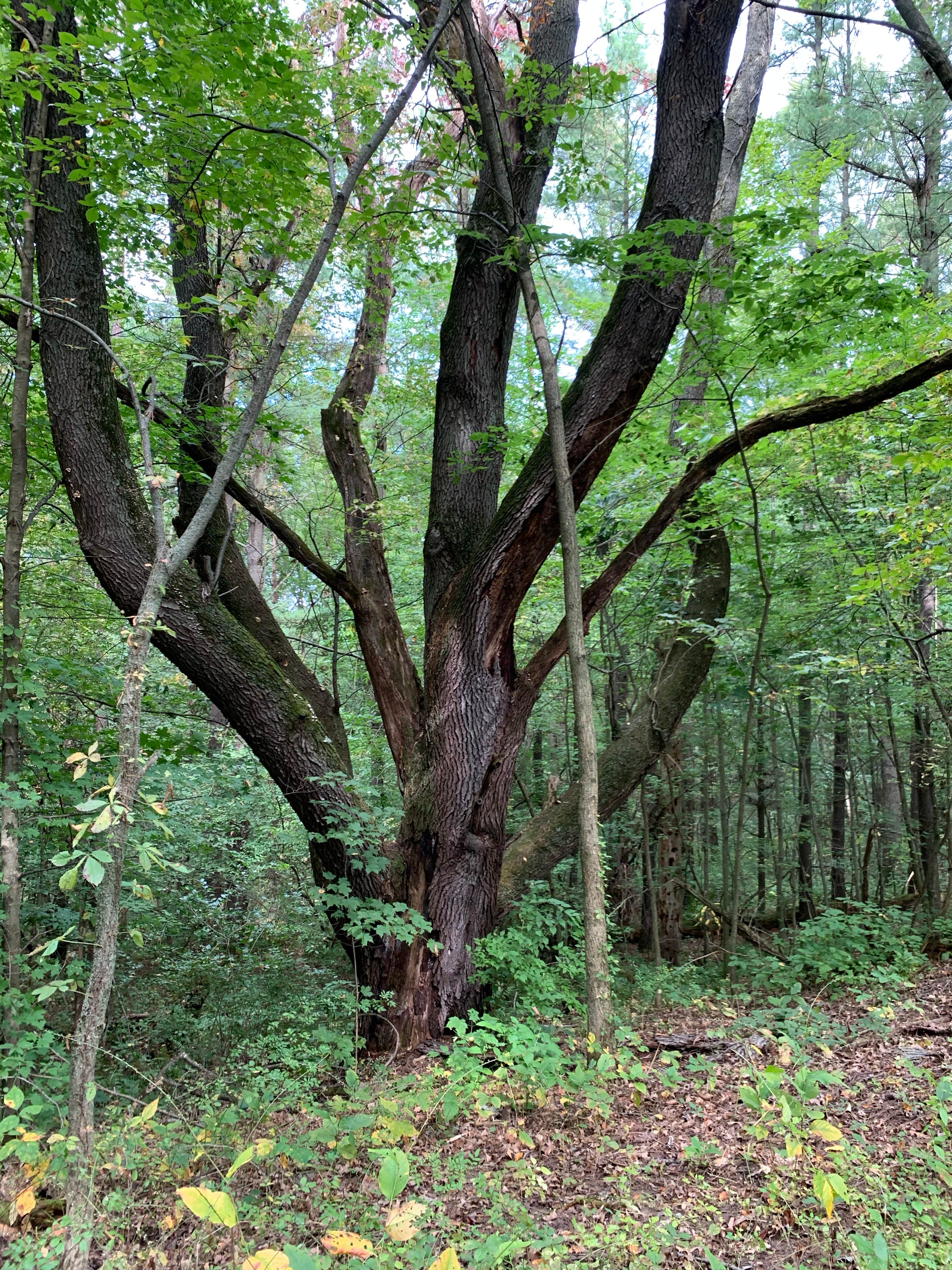 Camper-submitted photo at Bertha Brock County Park near Potterville, MI