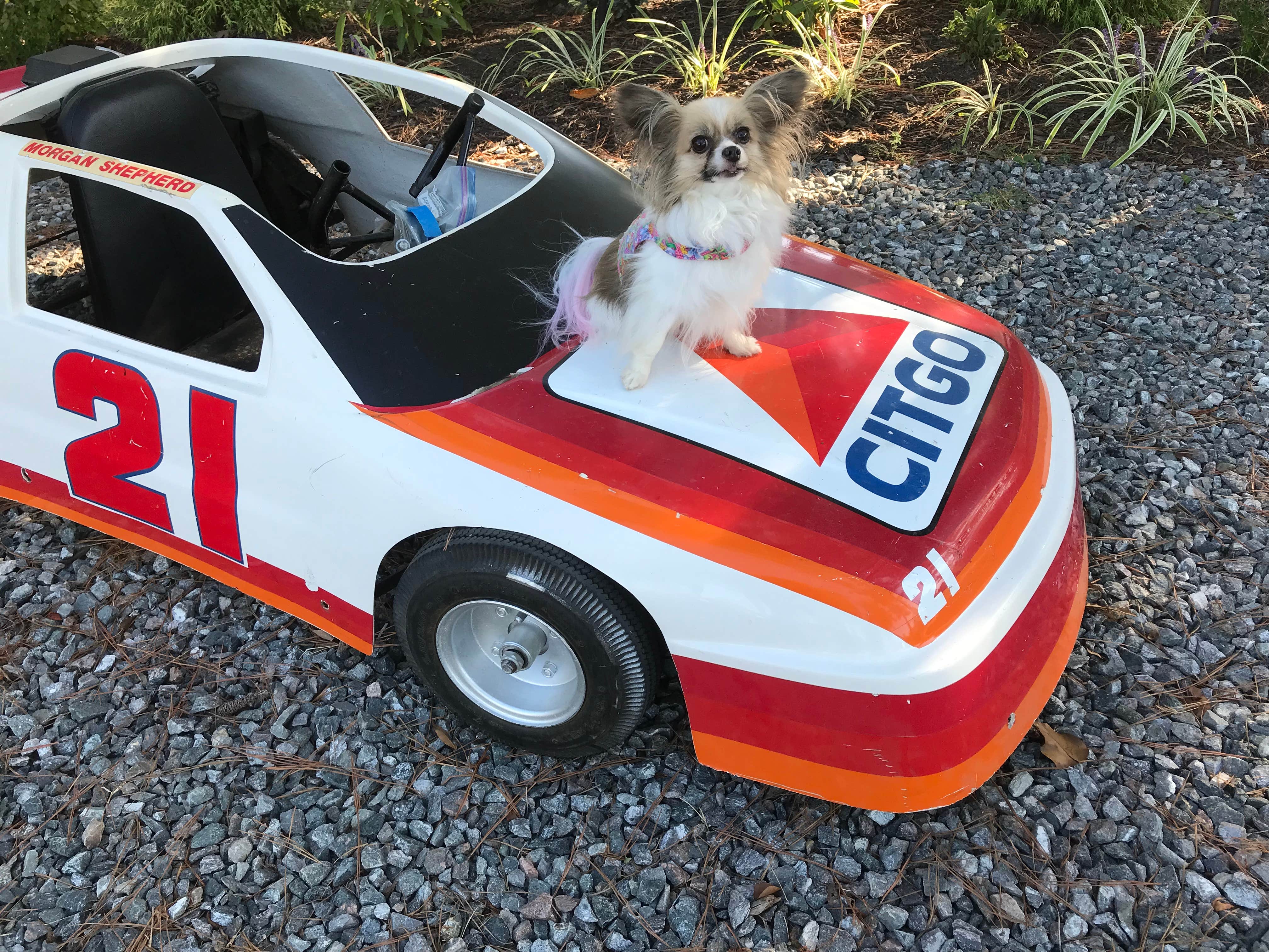 Donna A.'s photo of camping with pets at Americamps RV Resort in Virginia