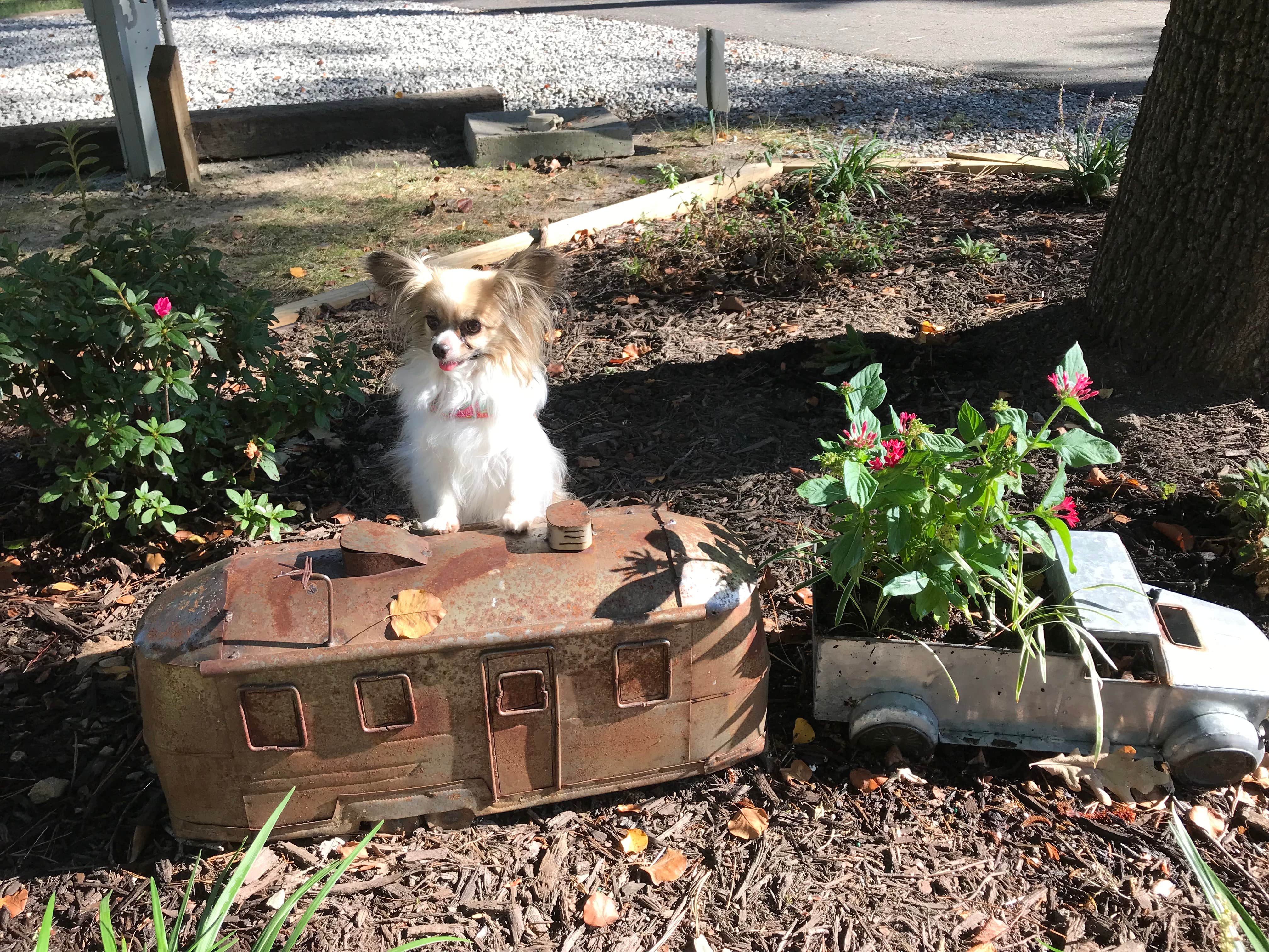Donna A.'s photo of camping with pets at Americamps RV Resort near Montross, VA
