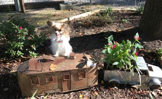 Donna A.'s photo of camping with pets at Americamps RV Resort near Goochland, VA