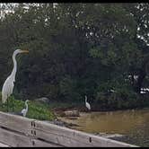 Review photo of Buttonwood Campground — Bahia Honda State Park by Stella C., September 20, 2019