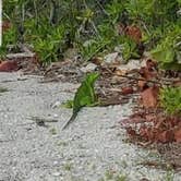 Review photo of Buttonwood Campground — Bahia Honda State Park by Stella C., September 20, 2019